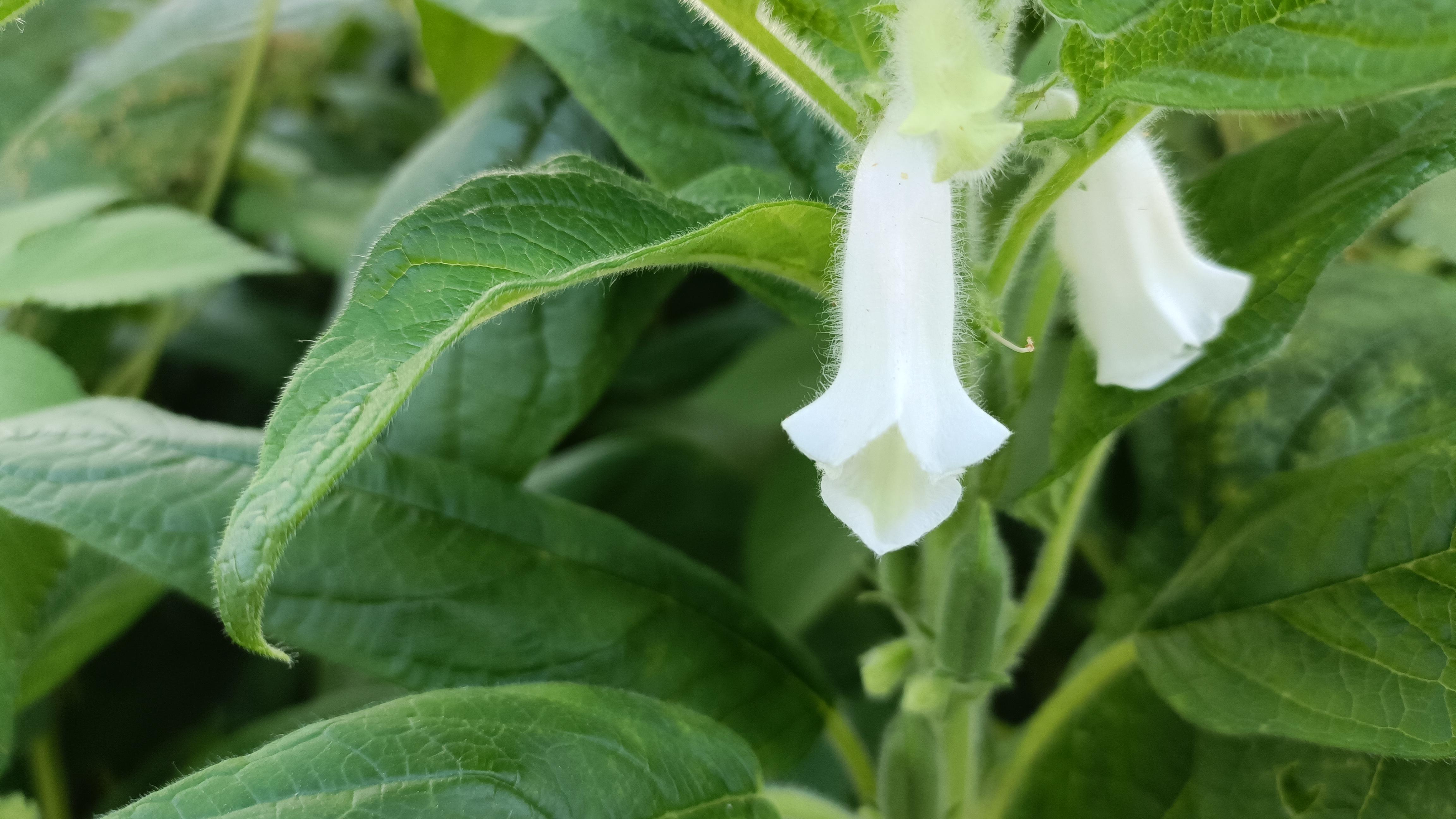 半夏半秋 的想法: 芝麻花,白白的小花像一个个长喇叭,静静地吹响了