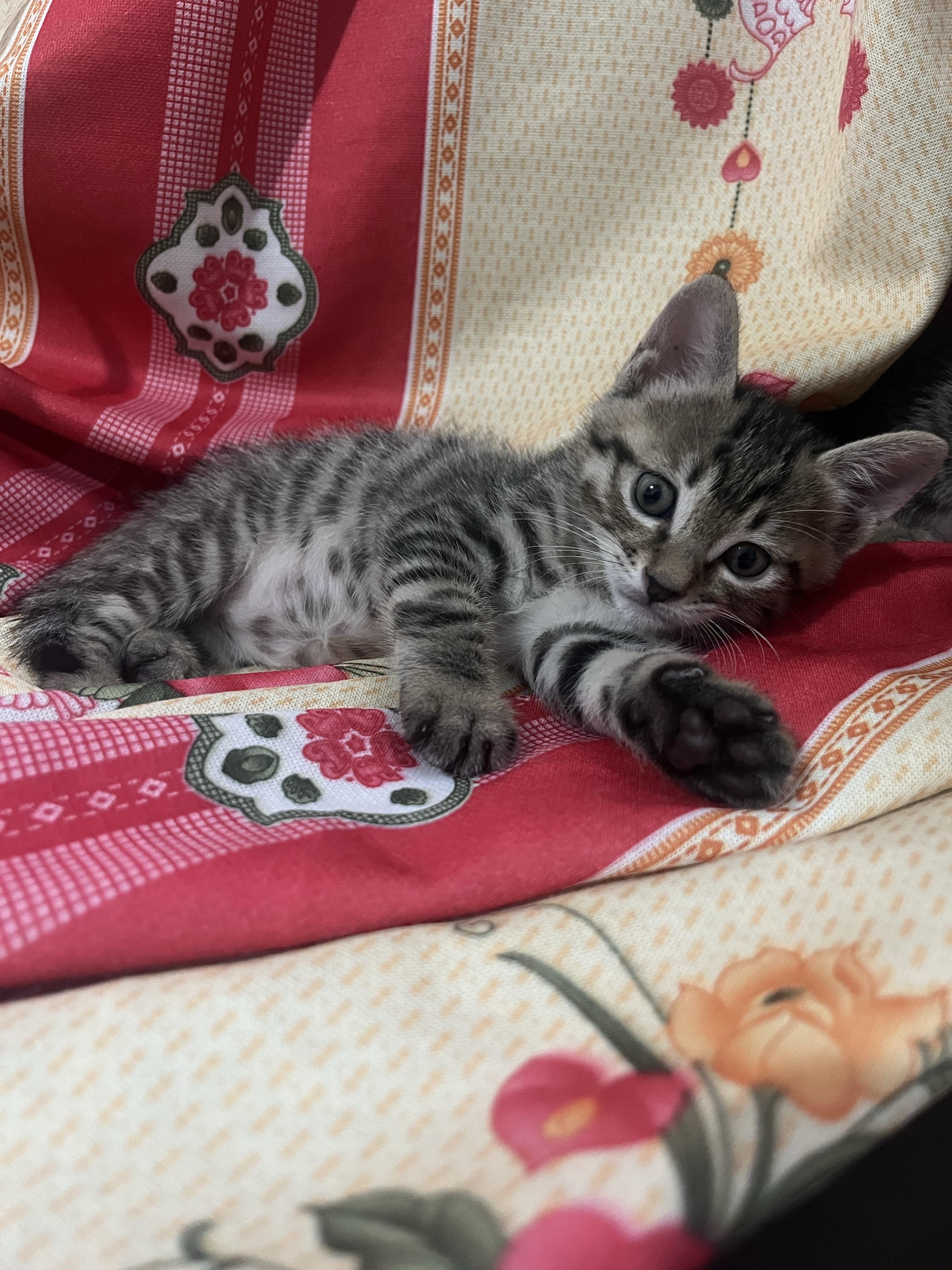 的想法: 猫咪原来也会生双胞胎