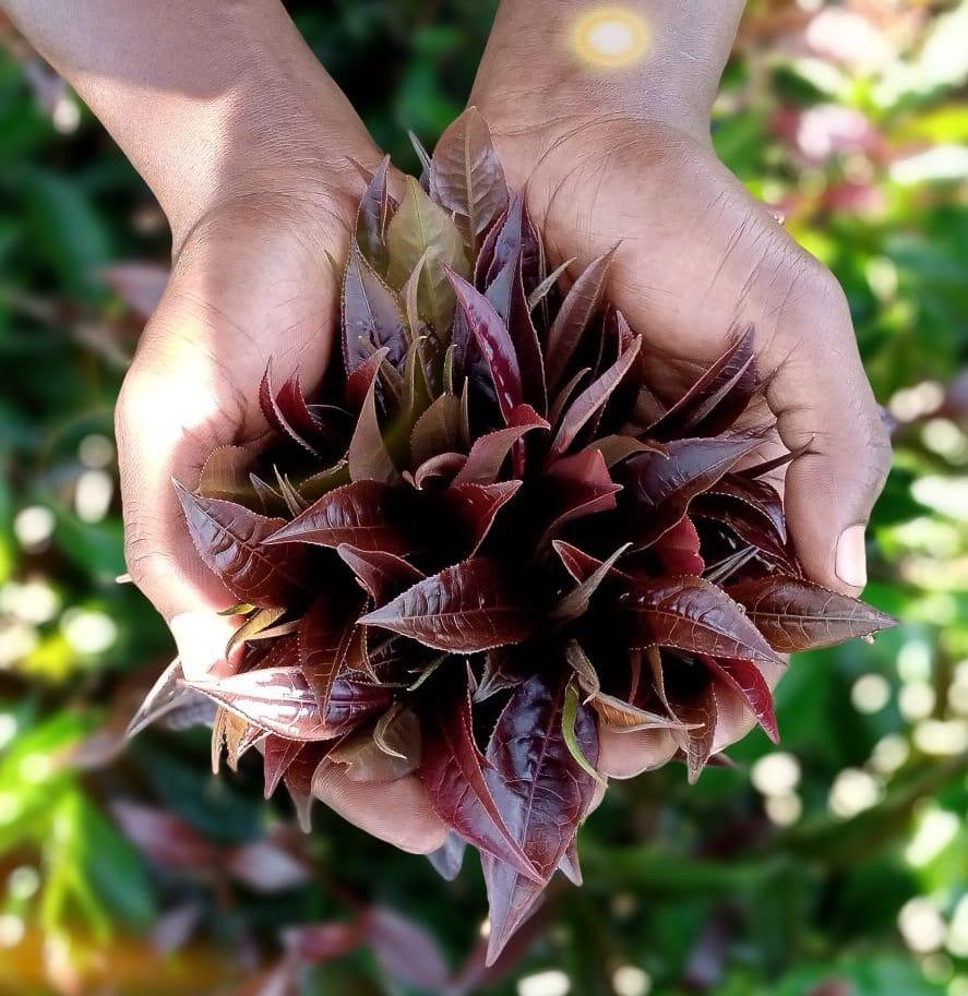 肯尼亚紫茶赤道高原生长非洲陆上明珠紫茶原料来自是