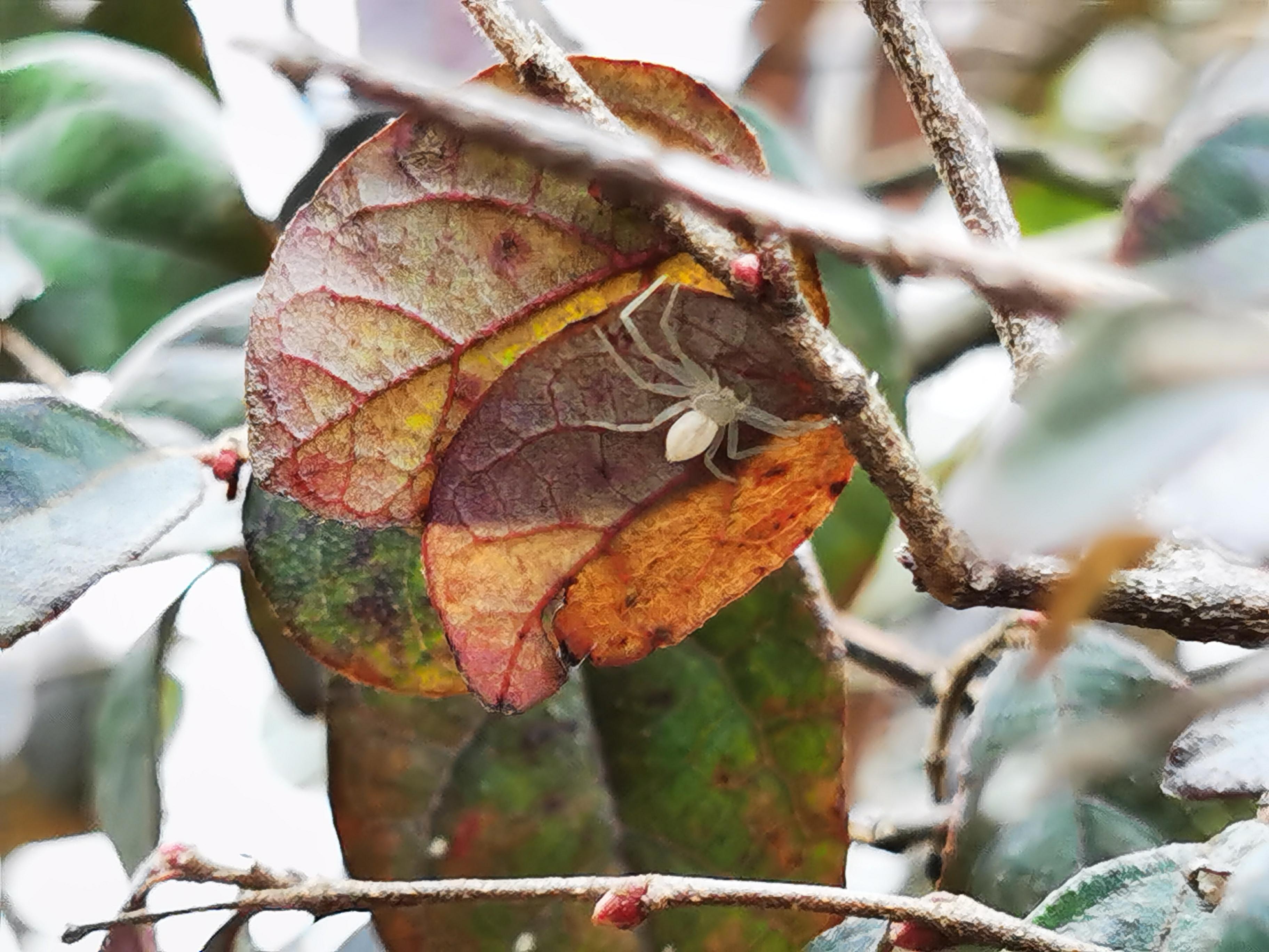 二裂酵母 的想法: 在公园里发现一只白色的蜘蛛🕷