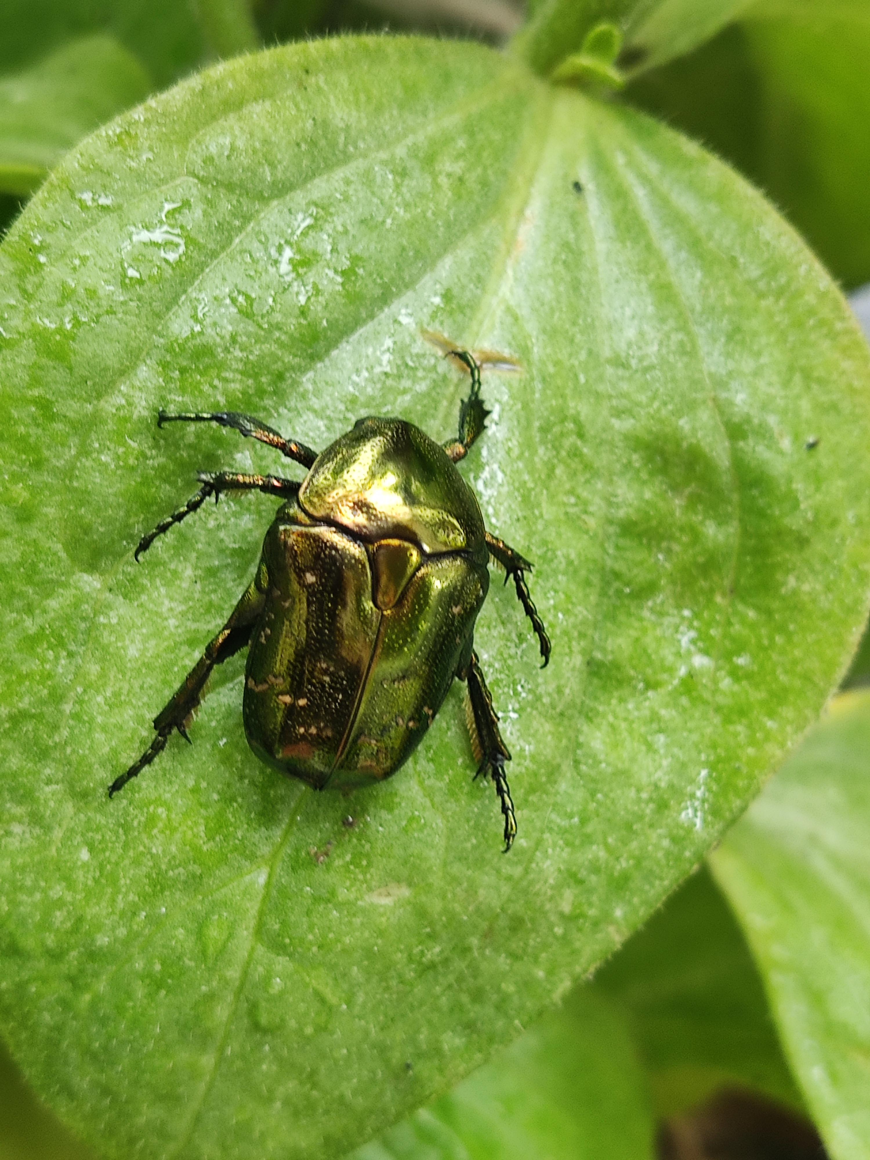 #每日记录一件开心事儿 ‌金龟子又称为金龟,金甲虫是 