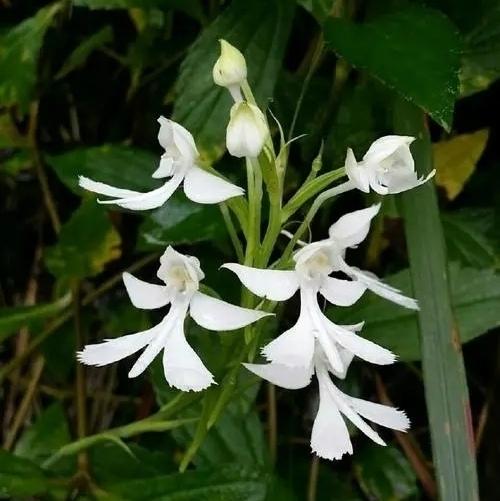 鹅毛玉凤花因其花形像凤形,故有此名