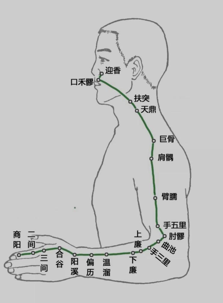 洪济中医录 的想法: 手阳明大肠经