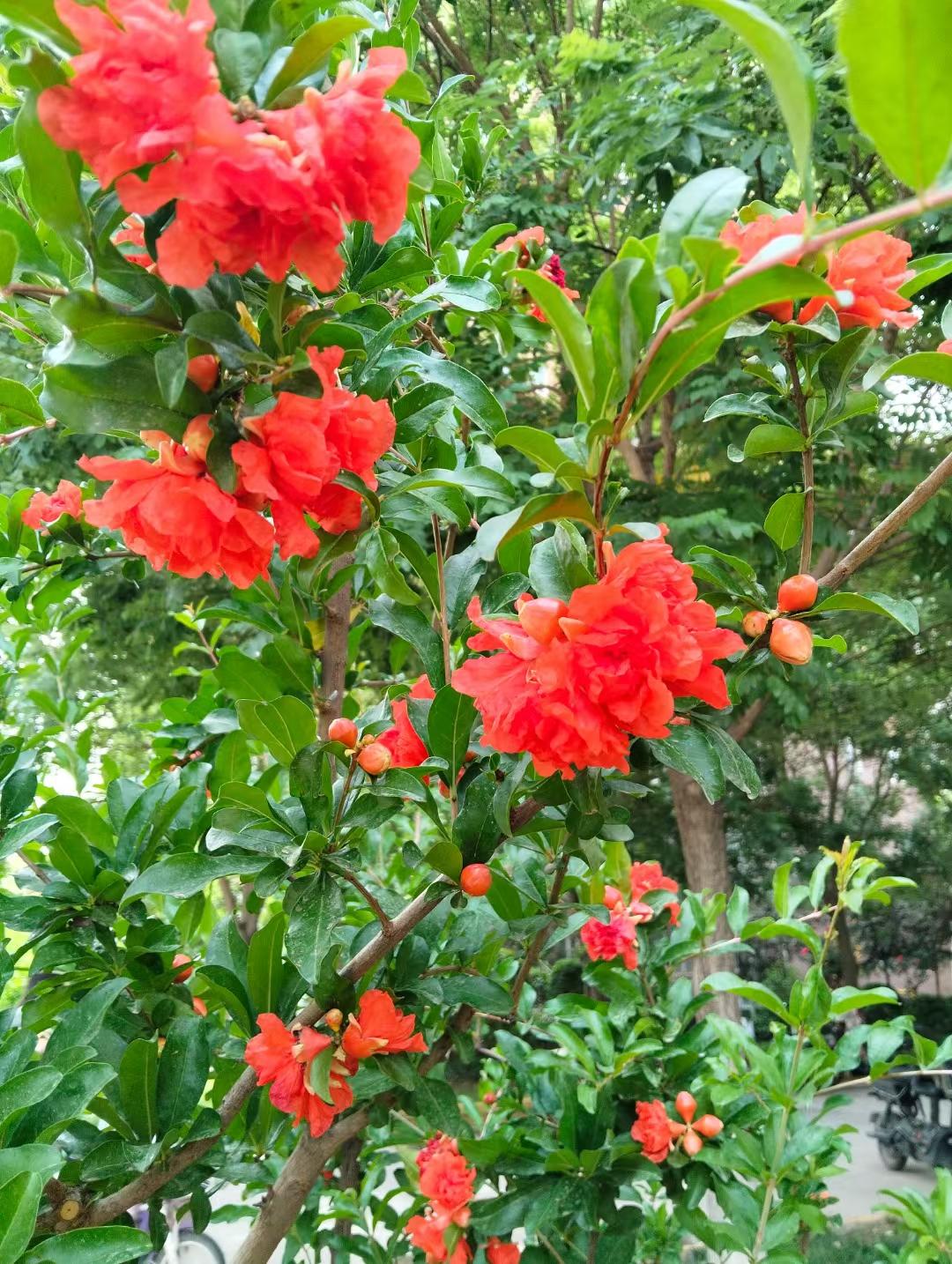 一蓑烟雨任平生 的想法: 火红的五月,火红的石榴花