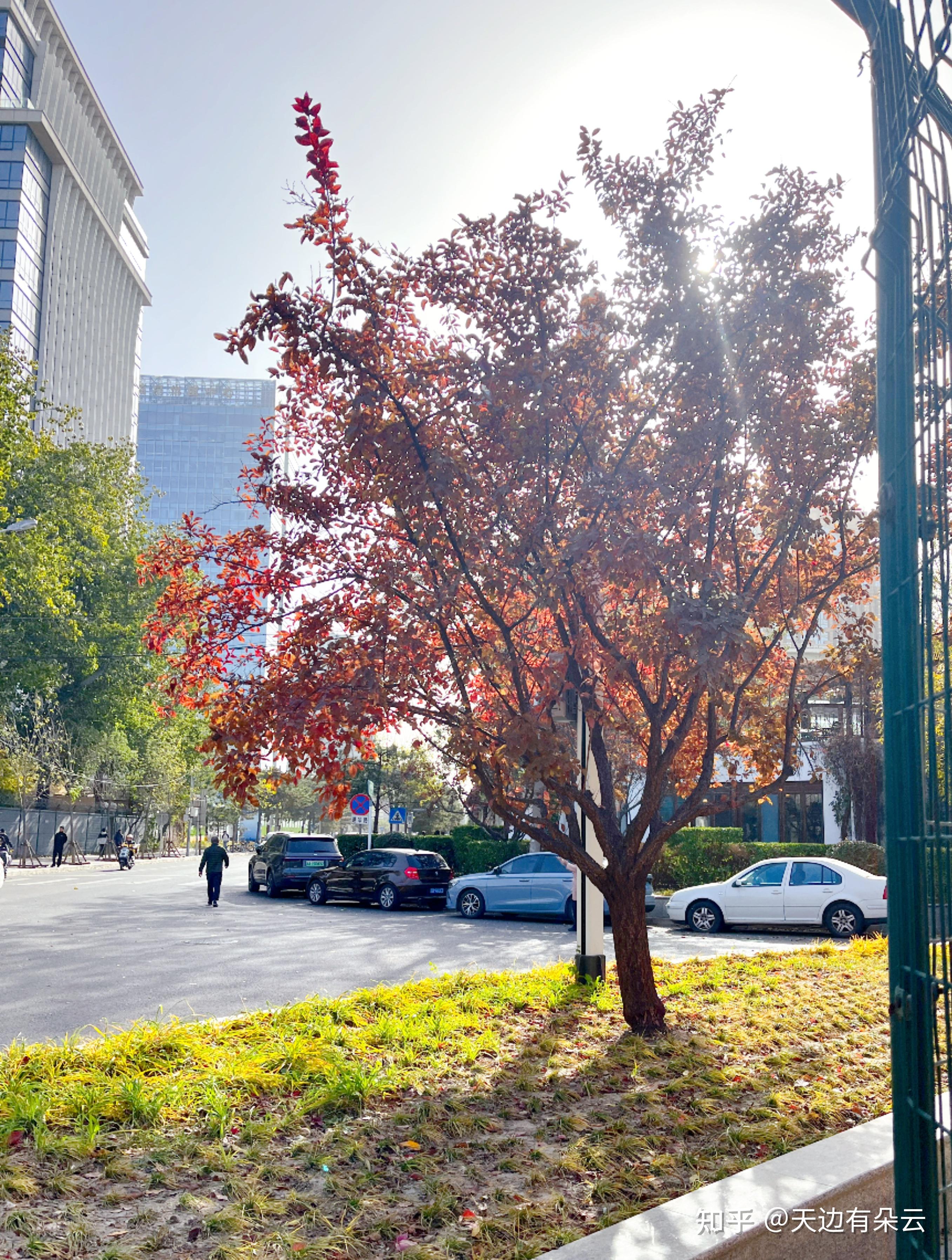 天边有朵云 的想法: 漂亮的街景 |  a data-pin-topic-icon="https