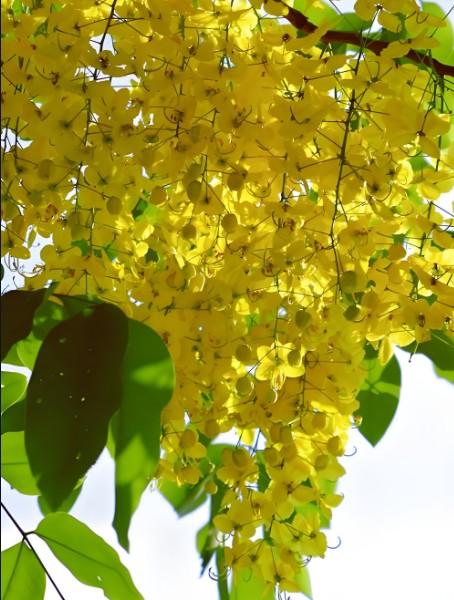 武汉奇人李战云 的想法: 《世界各国国花101:腊肠树