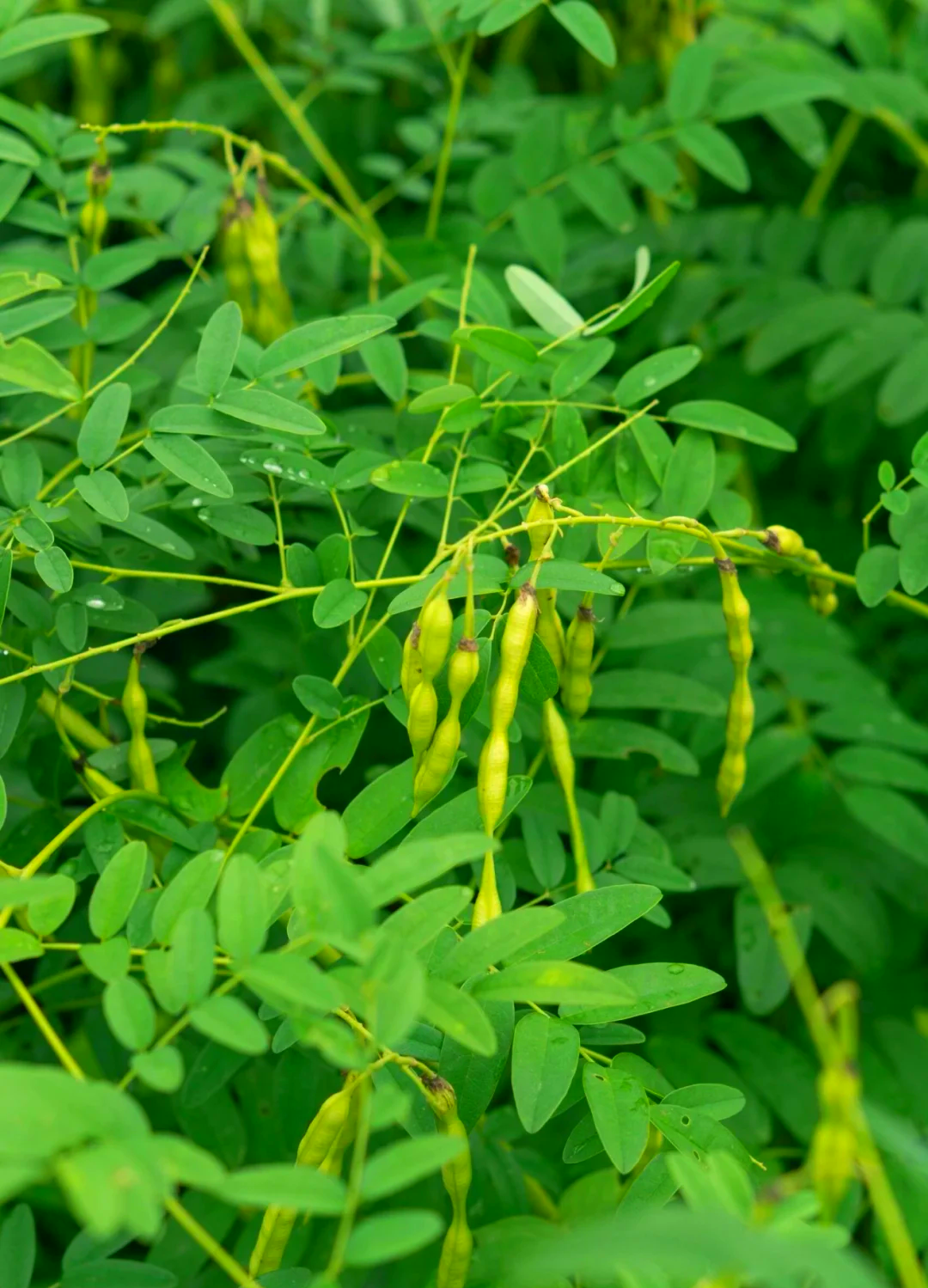 苦参,作为传统中药的瑰宝,自古便被用于清热燥湿