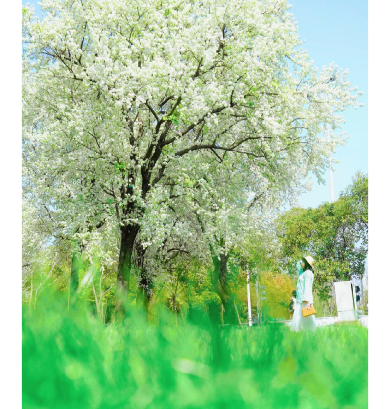 阿鱼 的想法: 棠梨树