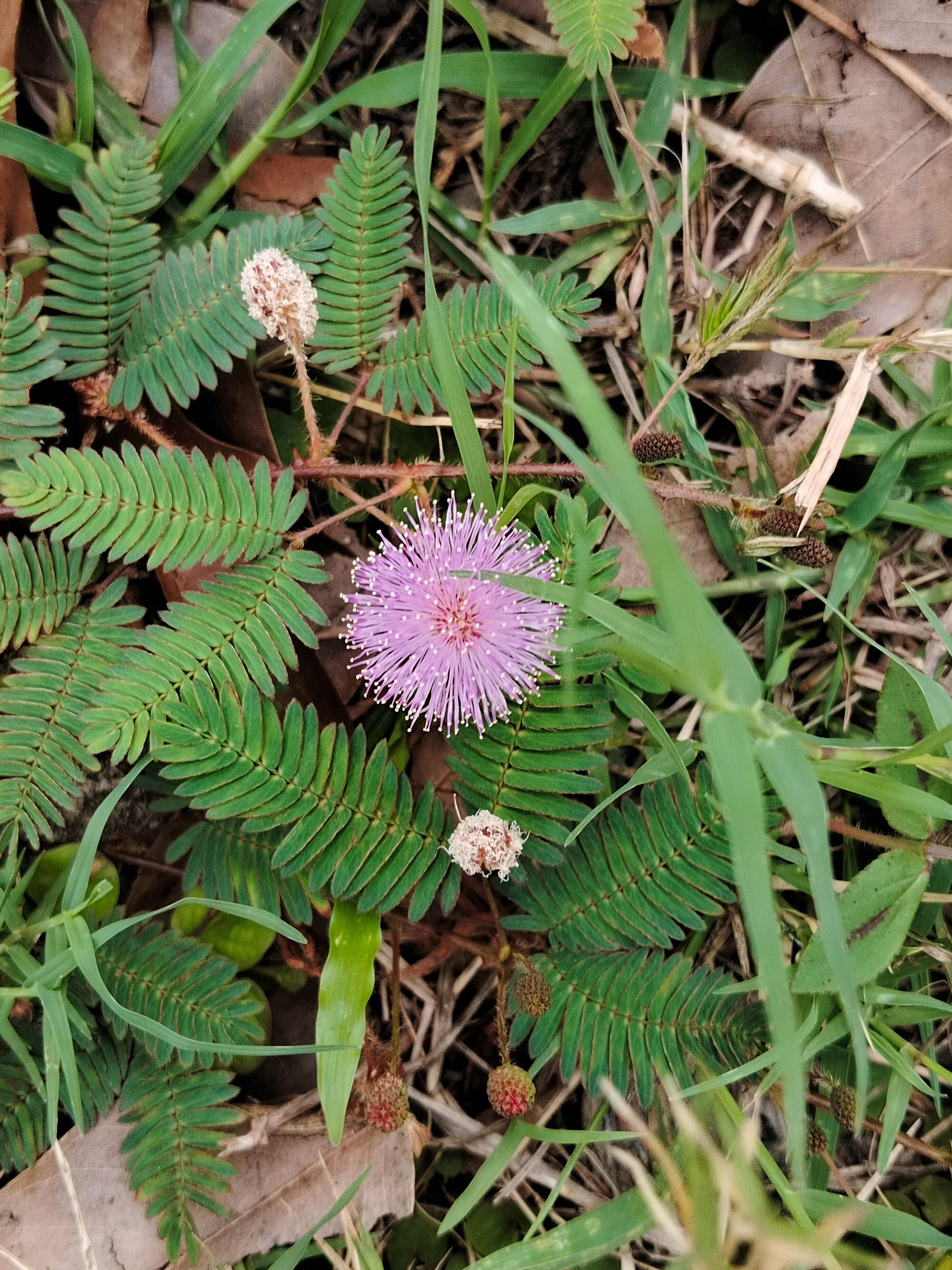 棠梨 的想法: 春天当然要赏花啦