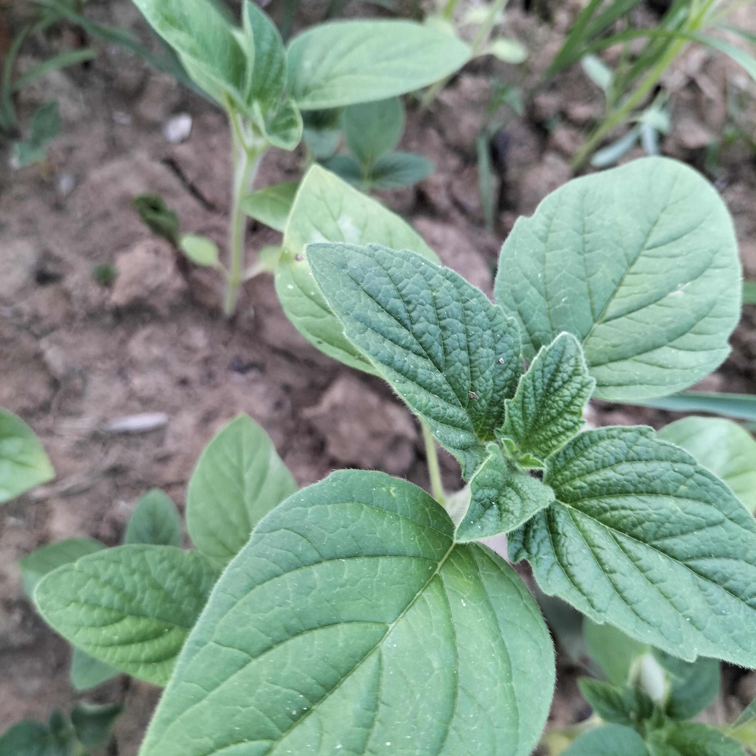云朵家居生活馆 的想法: 芝麻苗