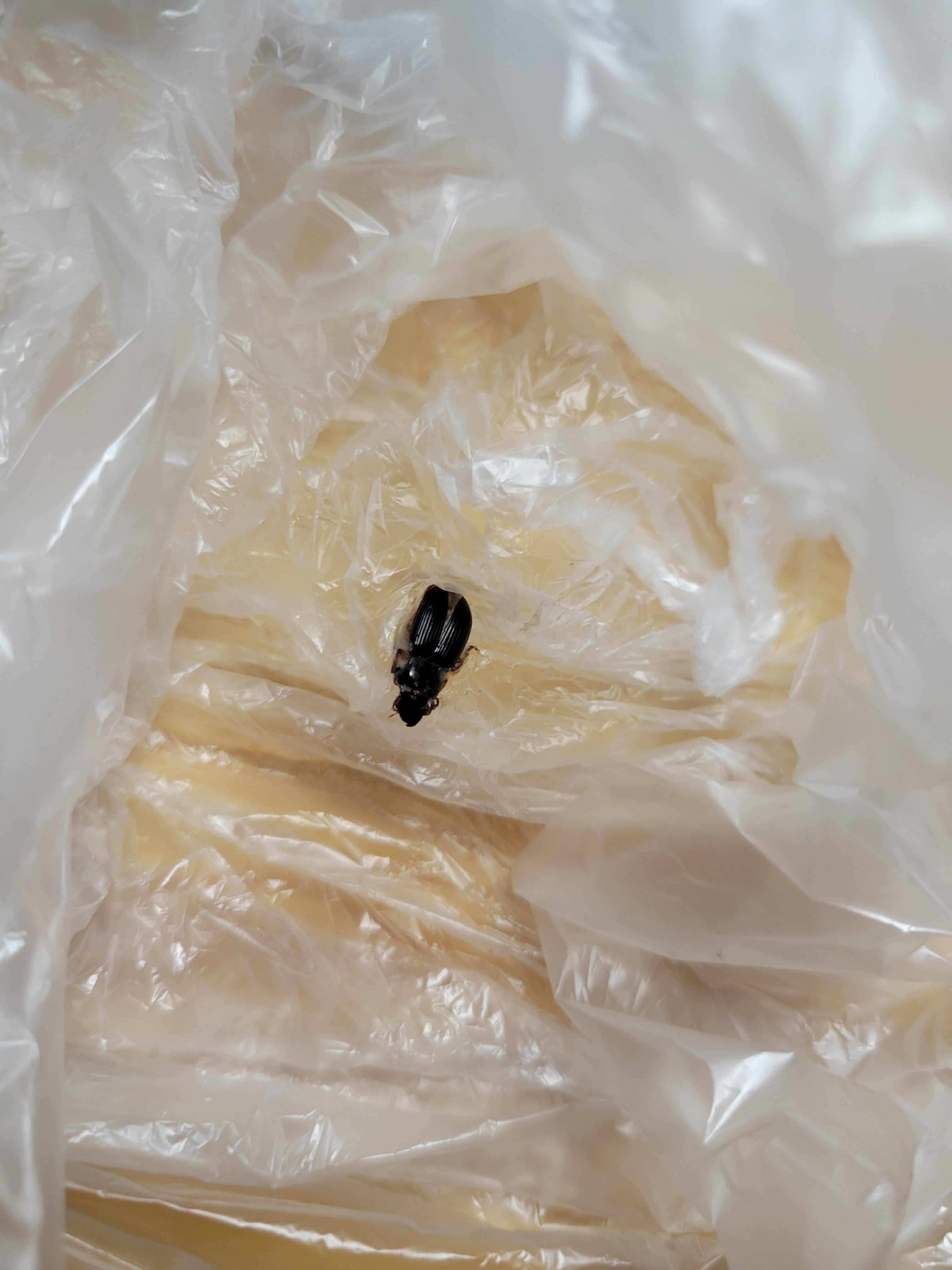 魏路 的想法: 大佬们,近期潮湿阴雨厕所出现下图所示小虫,黑色移动