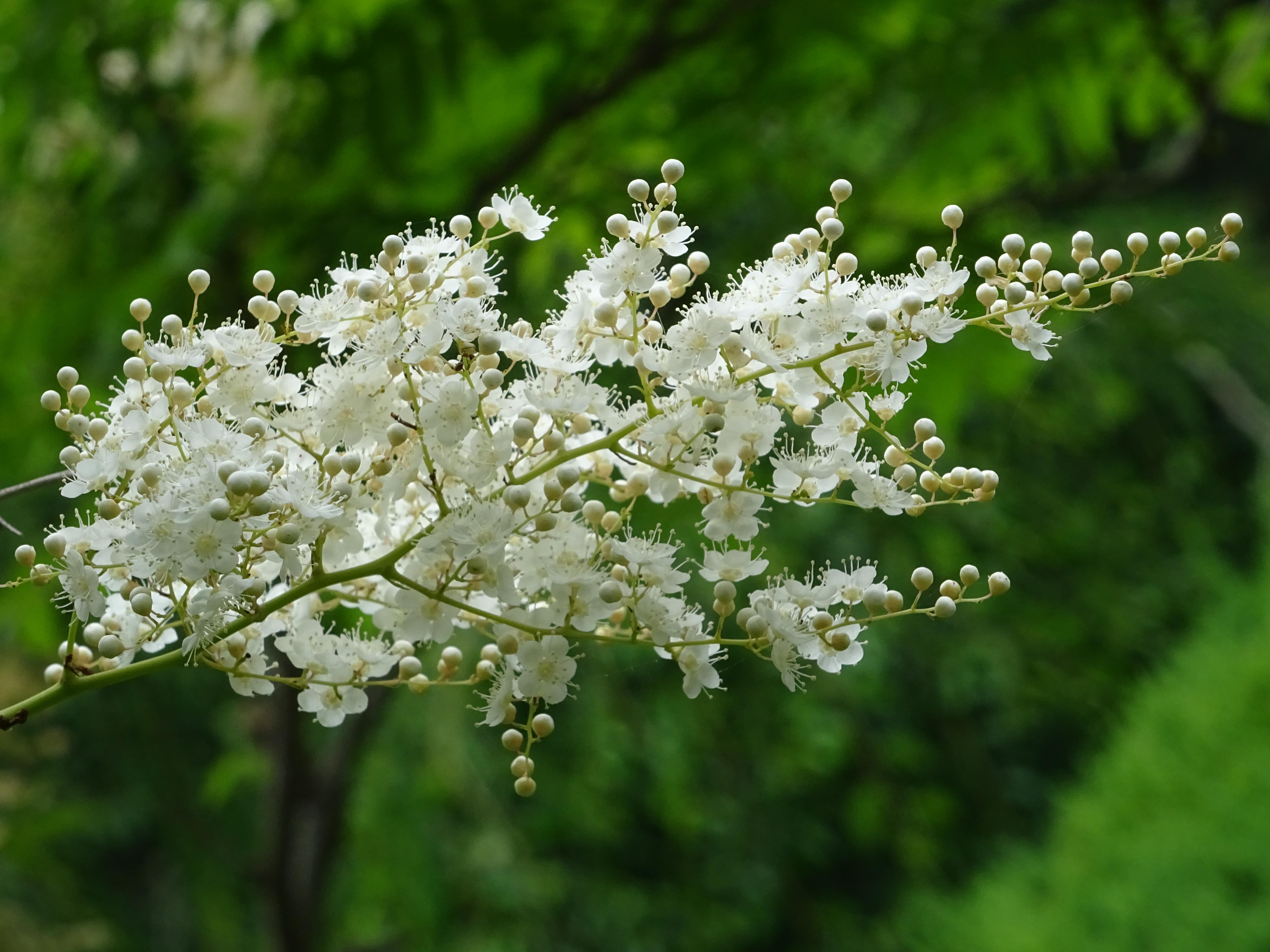 珍珠梅的花骨朵儿很像珍珠啊,花开得很繁盛,朵朵花都很精致,耐看!