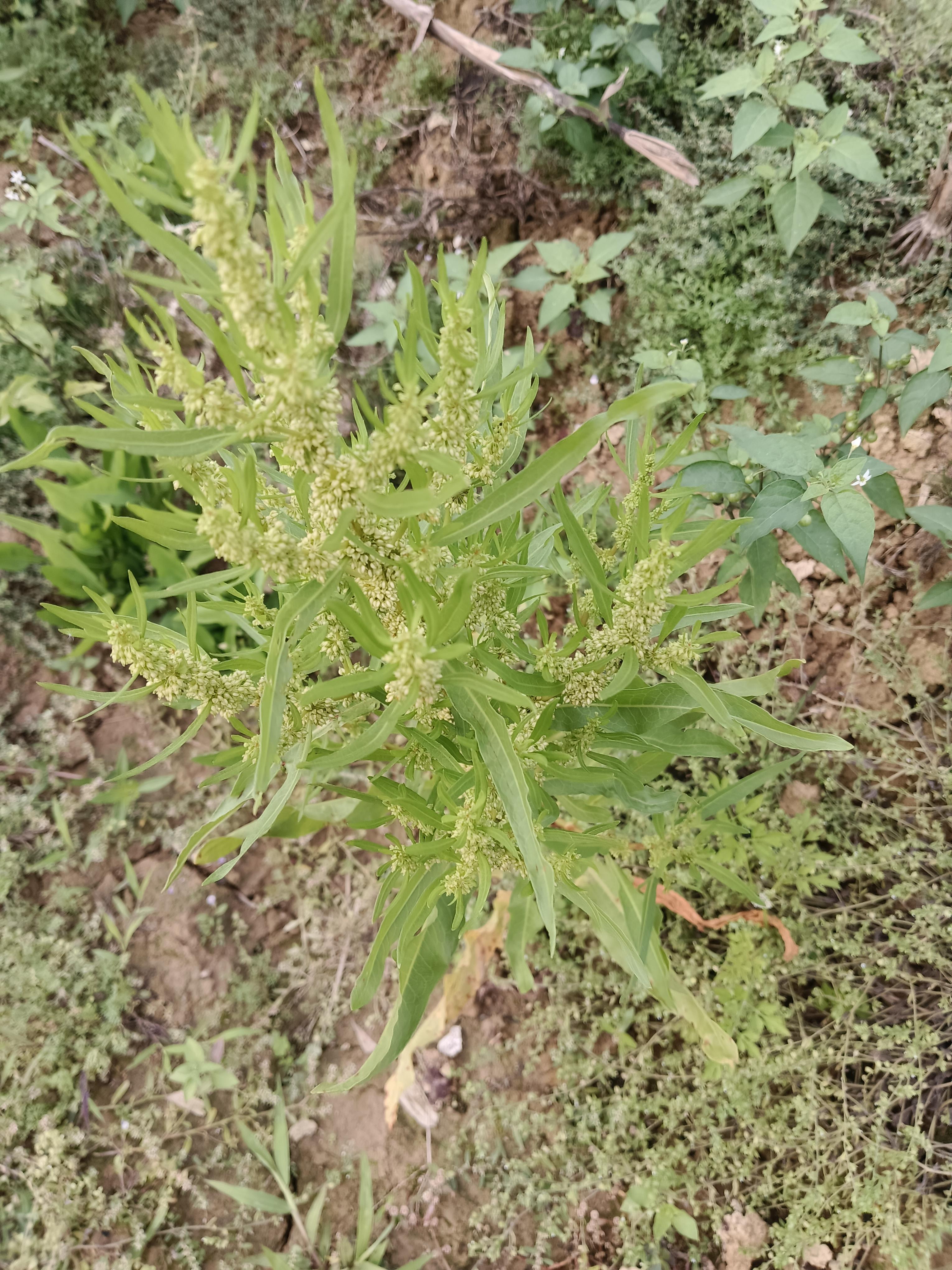 心愉学习园地 的想法: 土大黄