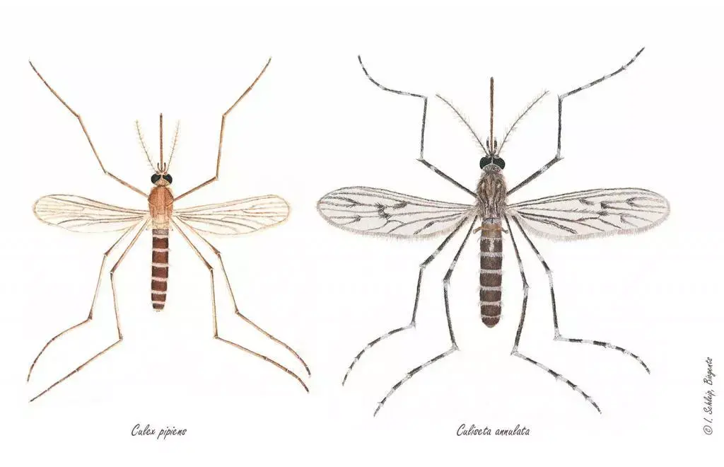 三眼乌鸦 的想法: 全球最广泛分布的疾病媒介：尖音库蚊（Common house mosquito /家蚊） | 尖音库蚊复合体（Culex ...