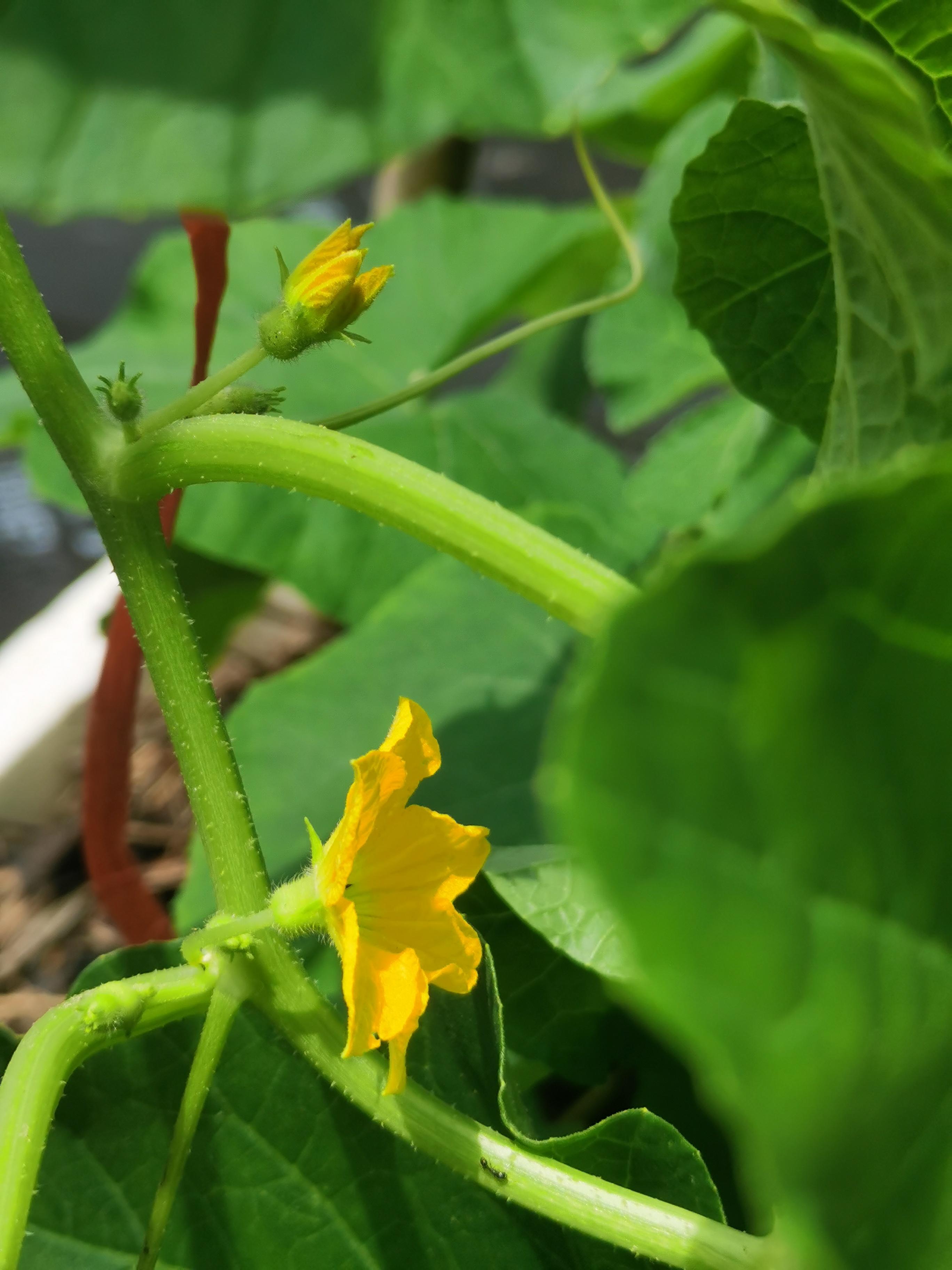 武汉奇人李战云 的想法: 《楼顶上的甜瓜藤开花,结瓜了》