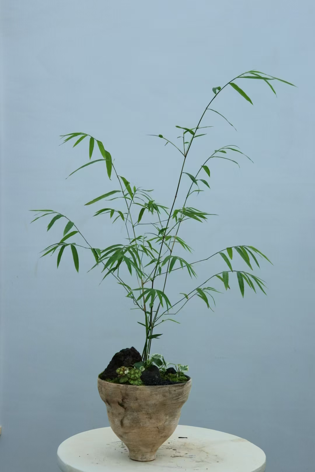 关于摄影师拍摄的竹子视频教程的信息