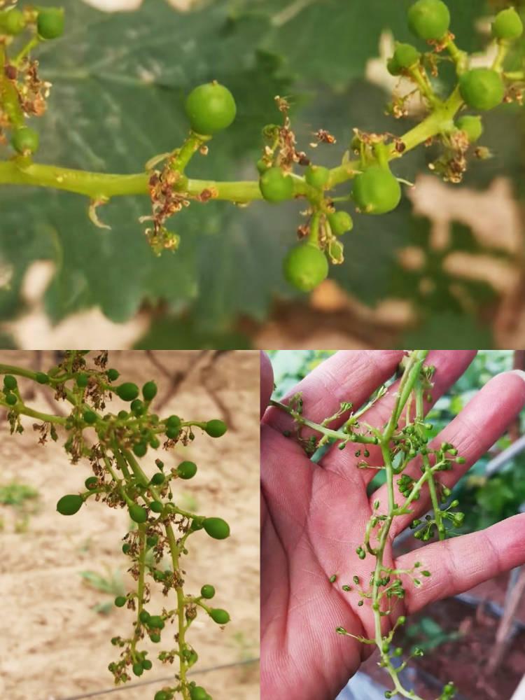 葡萄穗轴褐枯病如何防治,一定要把这5点做到位! 1,选择抗性品种