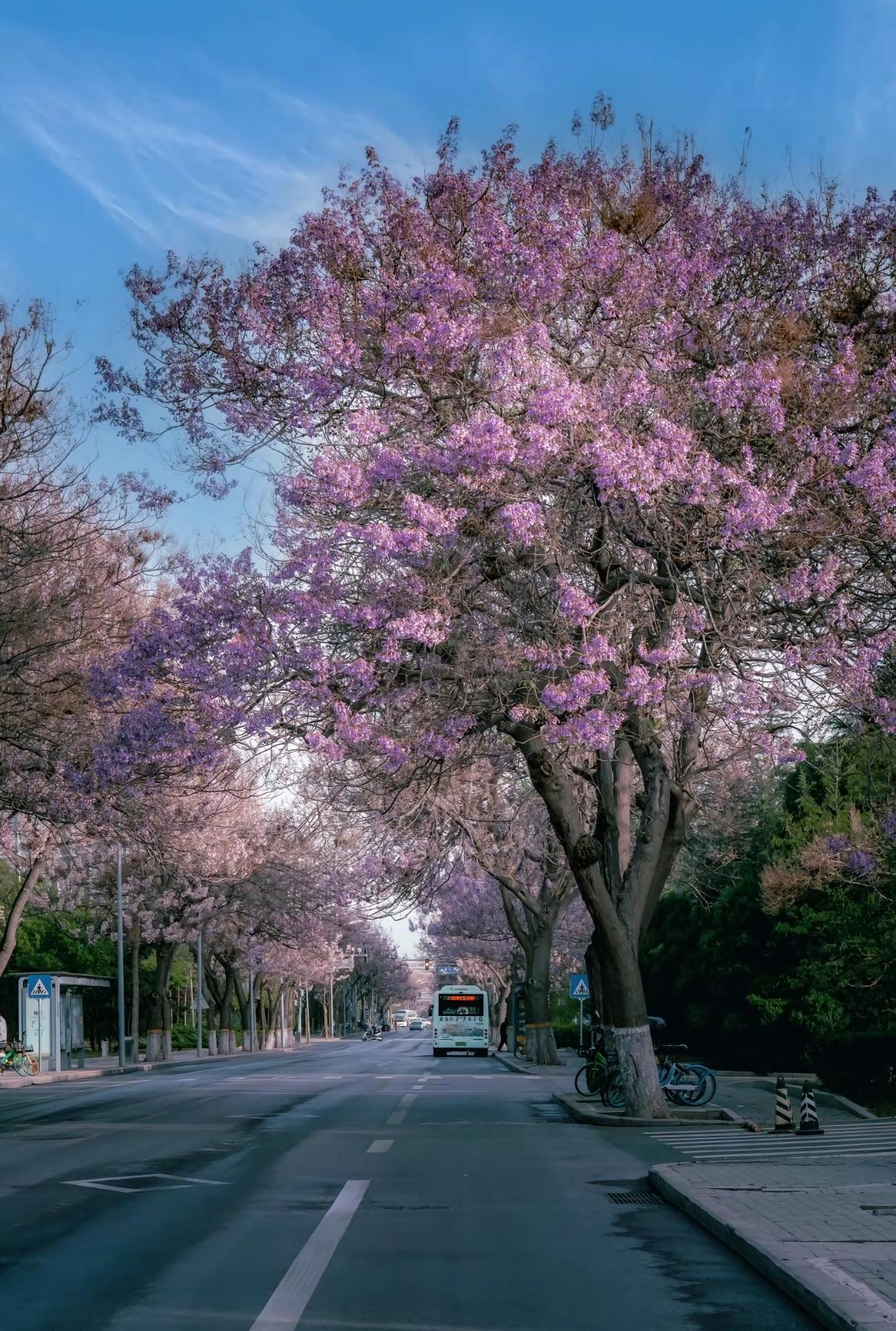 桐花