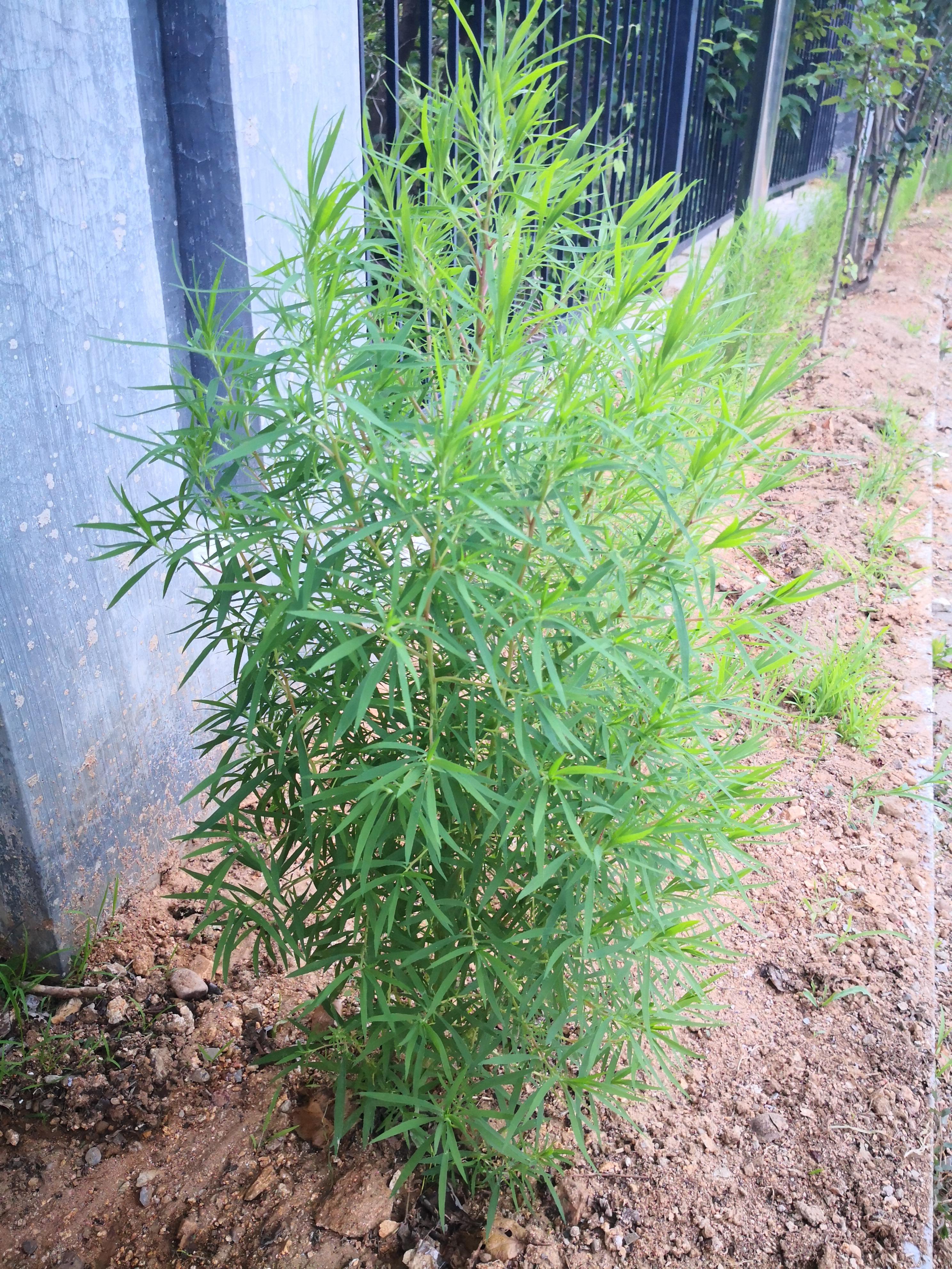 等到这植物老了,不能吃了,就用它