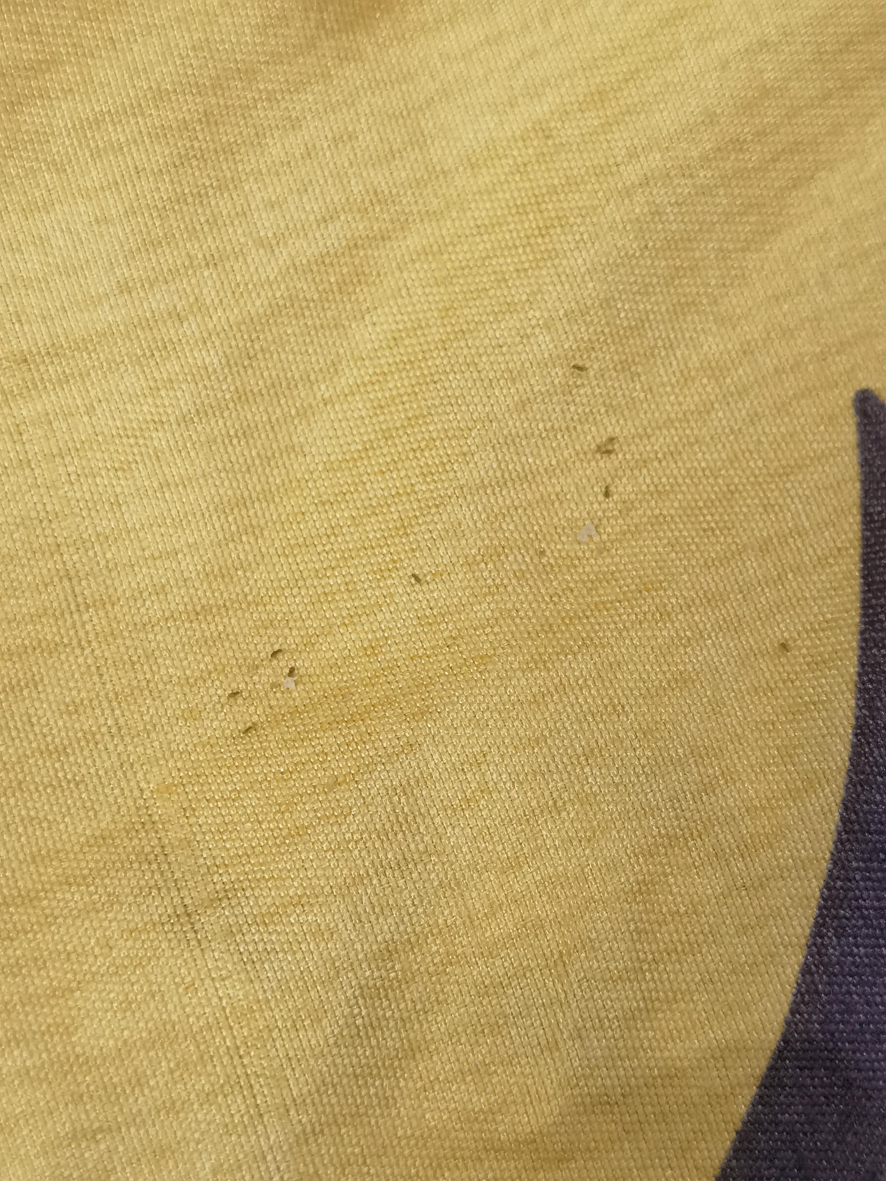 捂柴 的想法 床上老有这样的小虫子棕灰色一点点比蚂蚁还小很多会