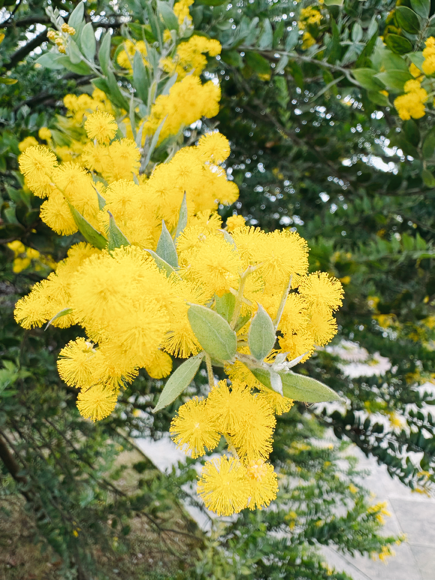 微风语 的想法: 春天的小黄花