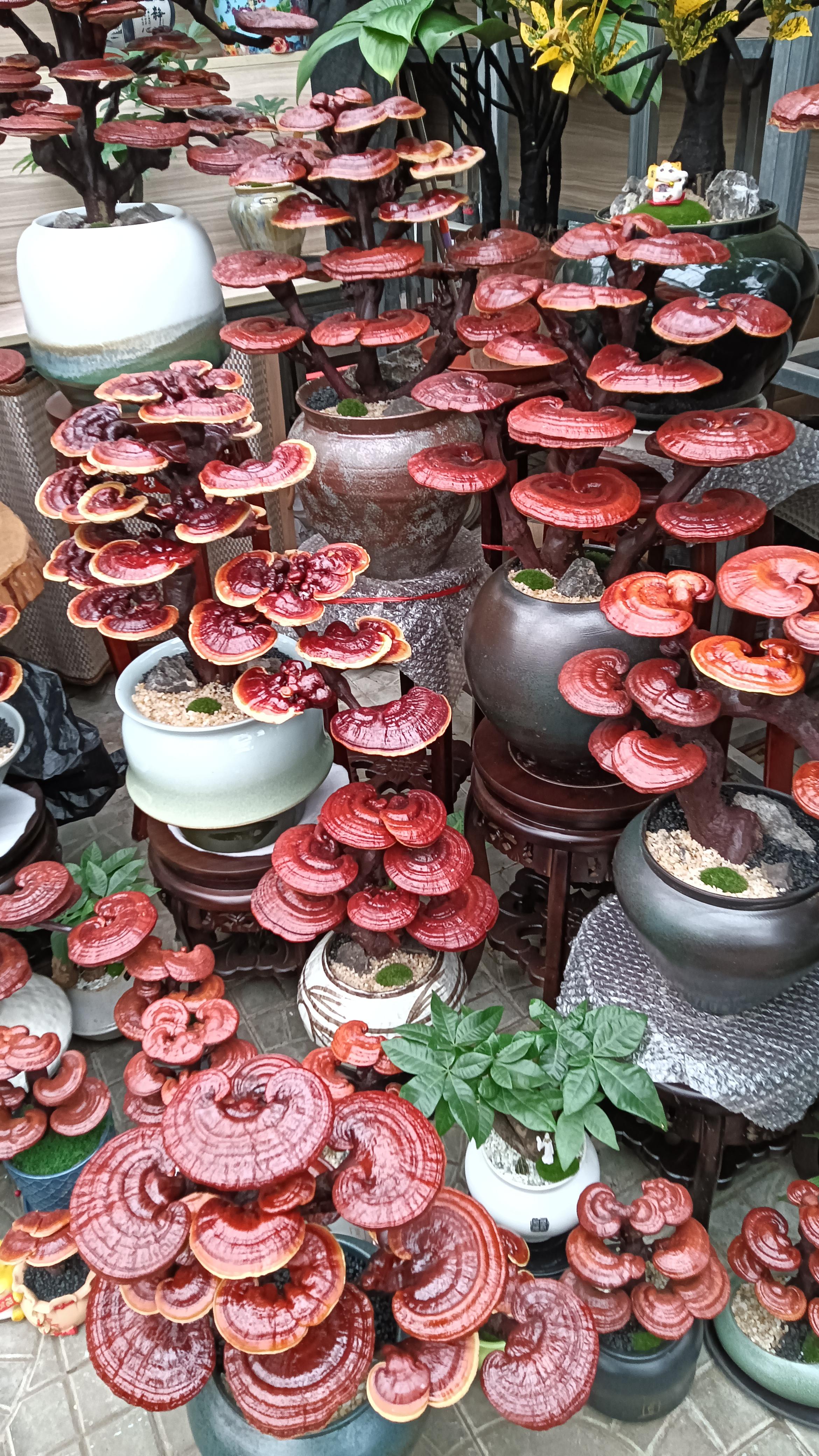 我想我是海 的想法: 灵芝盆景 | <a class="hash_tag" href="