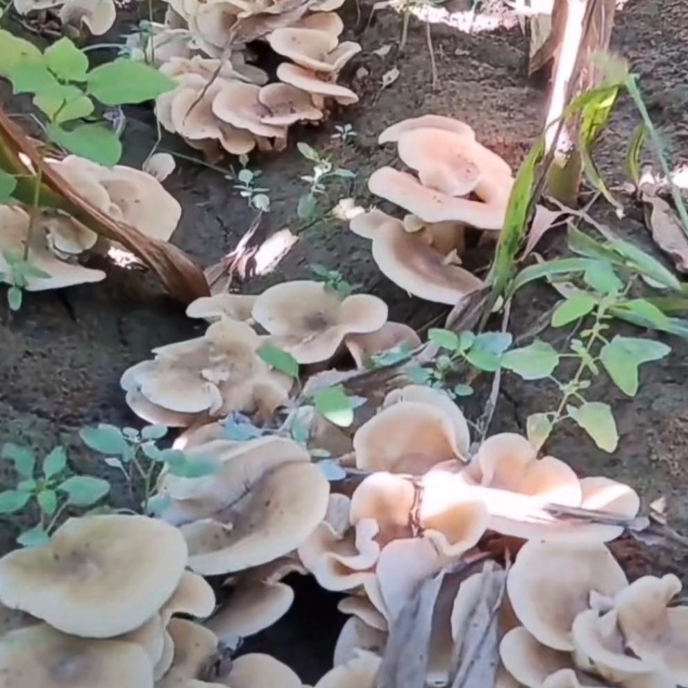 王小王 的想法: 野生菌探秘:梨树蘑!