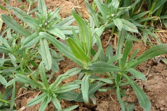 有谁知道这是什么野菜,学名是神马?