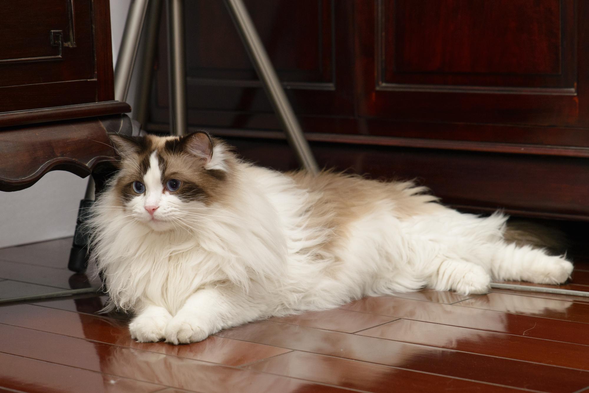 最受欢迎的宠物猫种类有哪些