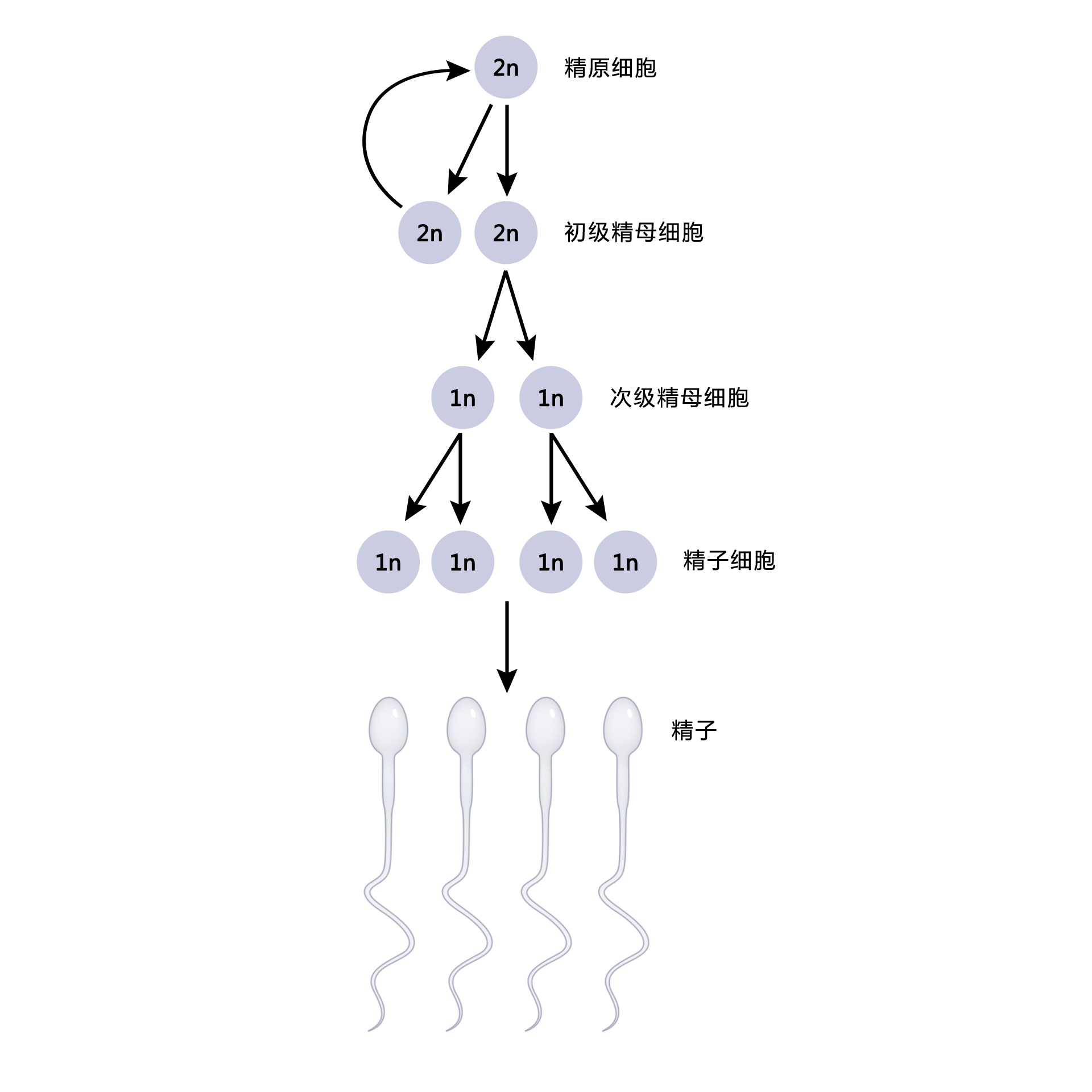 生物精子形成过程图图片