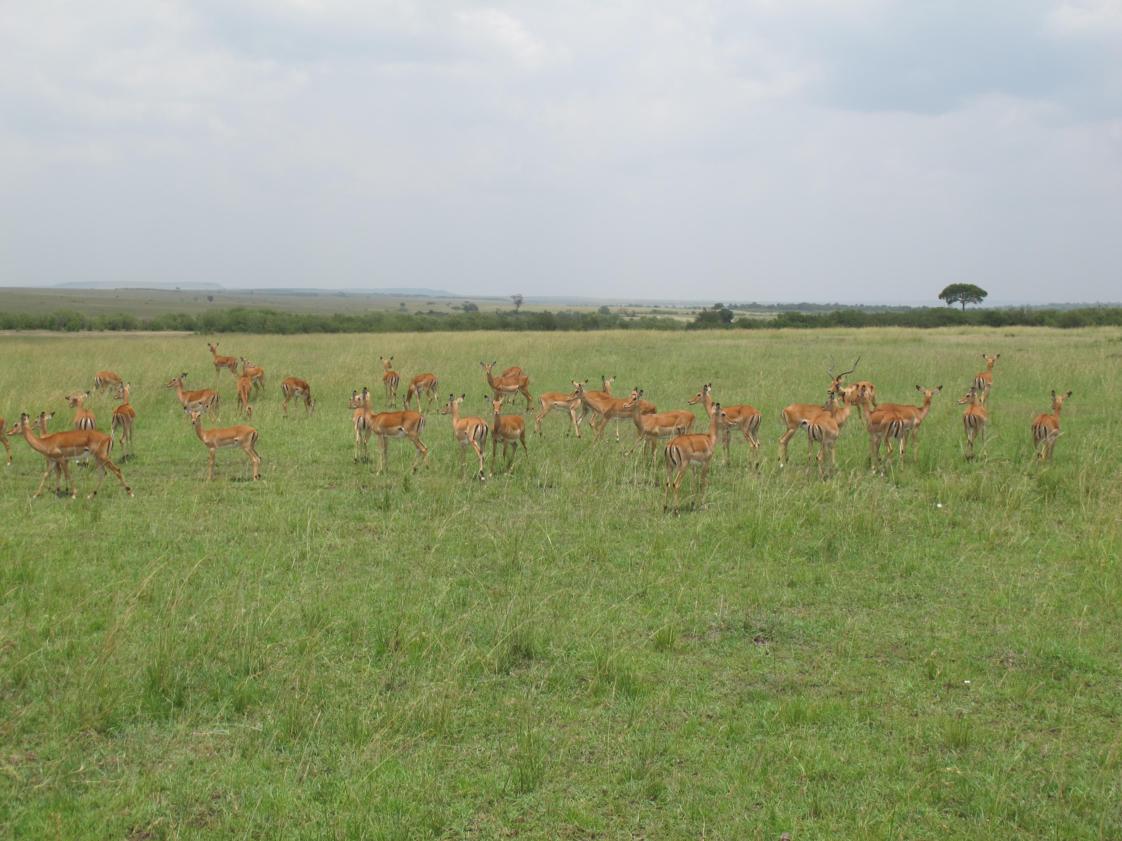 到非洲旅行带 8 岁小朋友同行有哪些需要注意的事项?