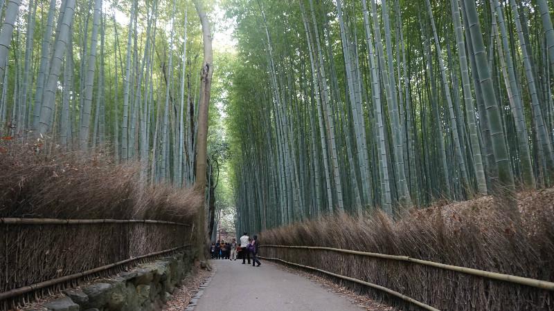 竹林小道的嵐山是的,京都的封面就是為了詳細說明,就拿京都(kyoto)來