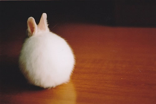 兔子每天夜里都狂跺脚到底为啥