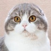 icane hurr