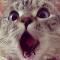 Zhihu profile picture for @ibuprofen