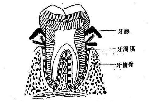 牙周病怎么治疗大家都有什么方法可治疗牙周病