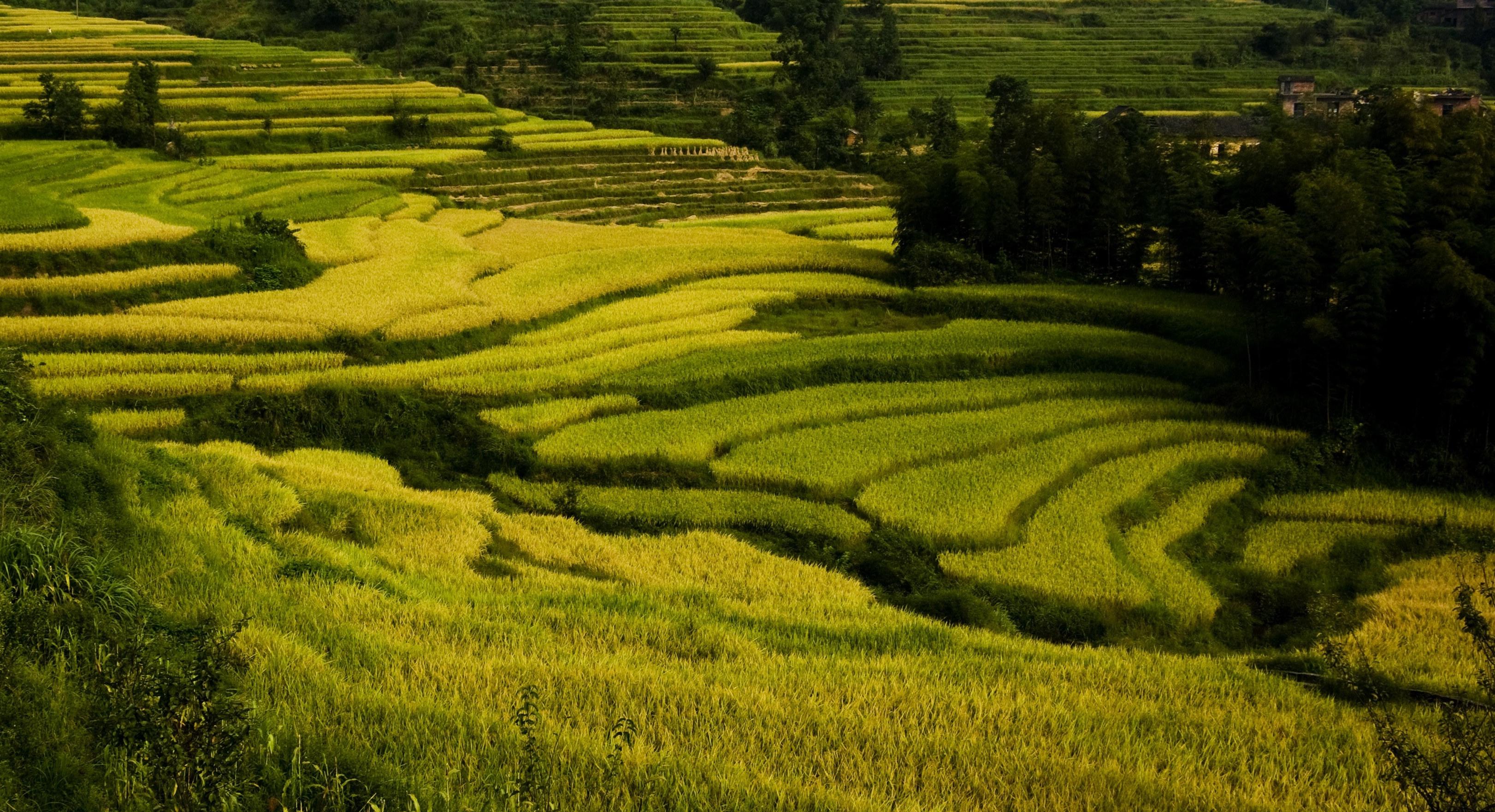 中国为何有那么多梯田?