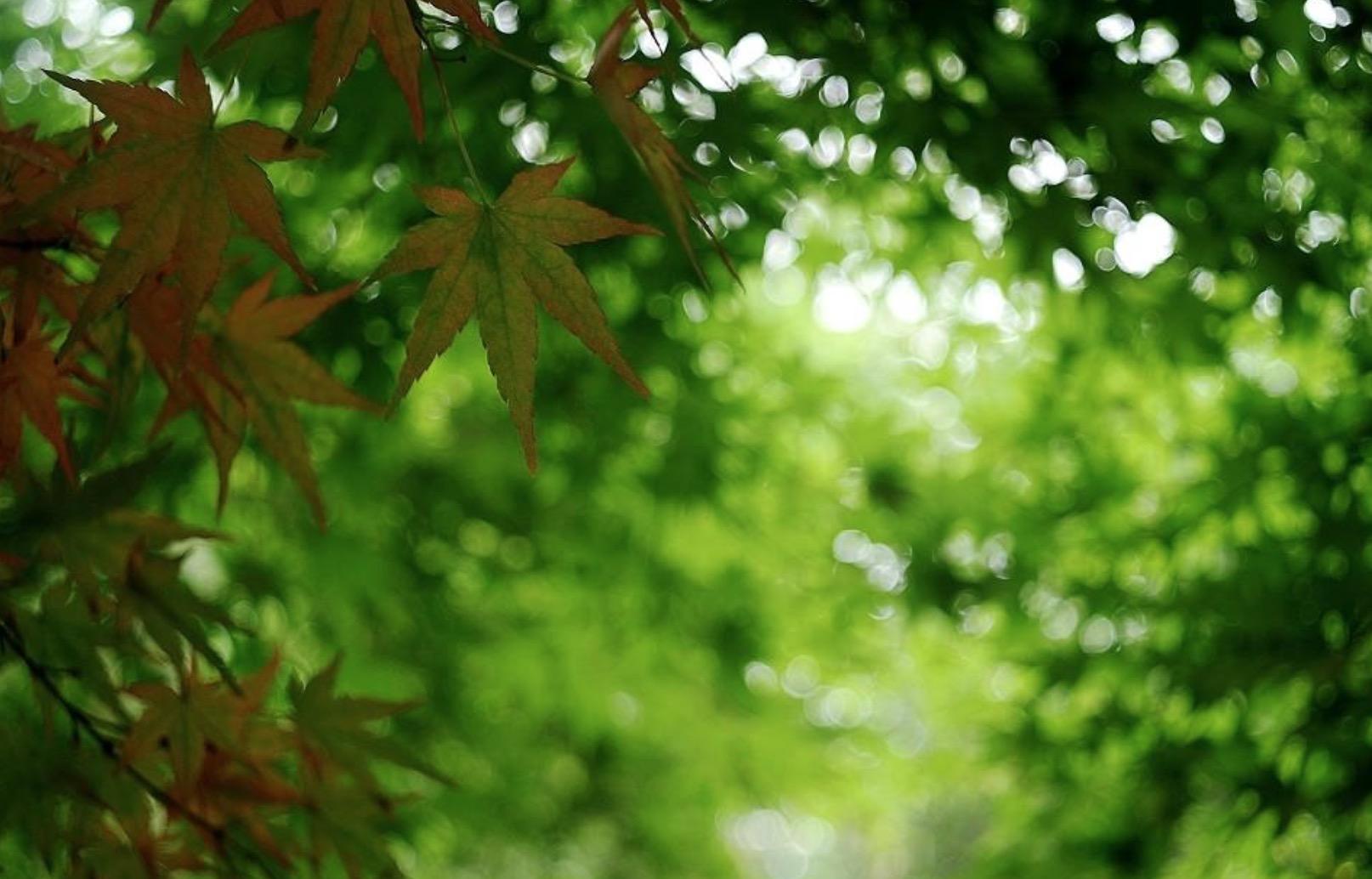 用算法合成的背景虚化效果与用大光圈镜头拍出的效果相比差距有多大