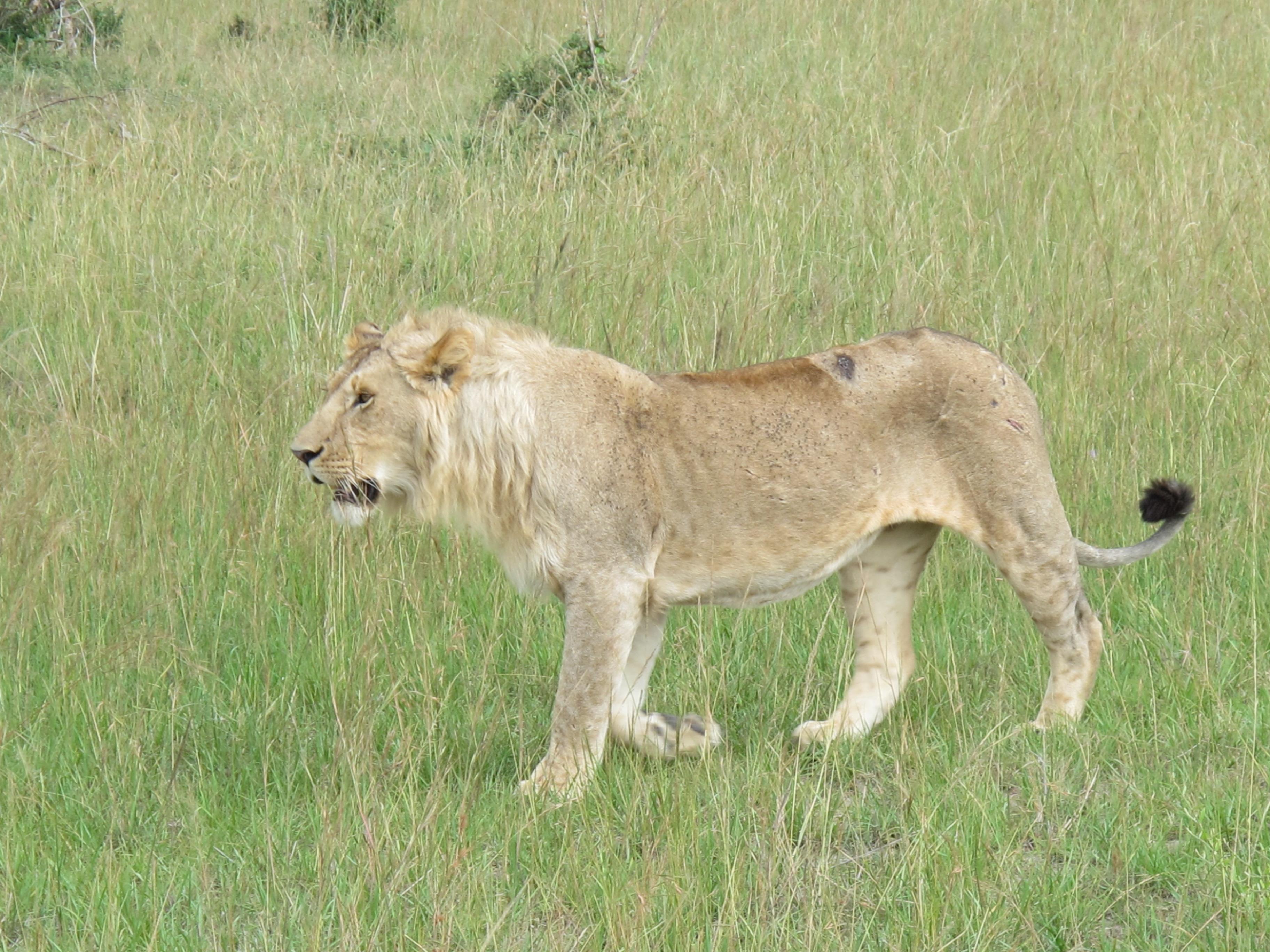 到非洲旅行带 8 岁小朋友同行有哪些需要注意的事项?
