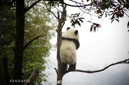 你有哪些熊猫背影的萌图