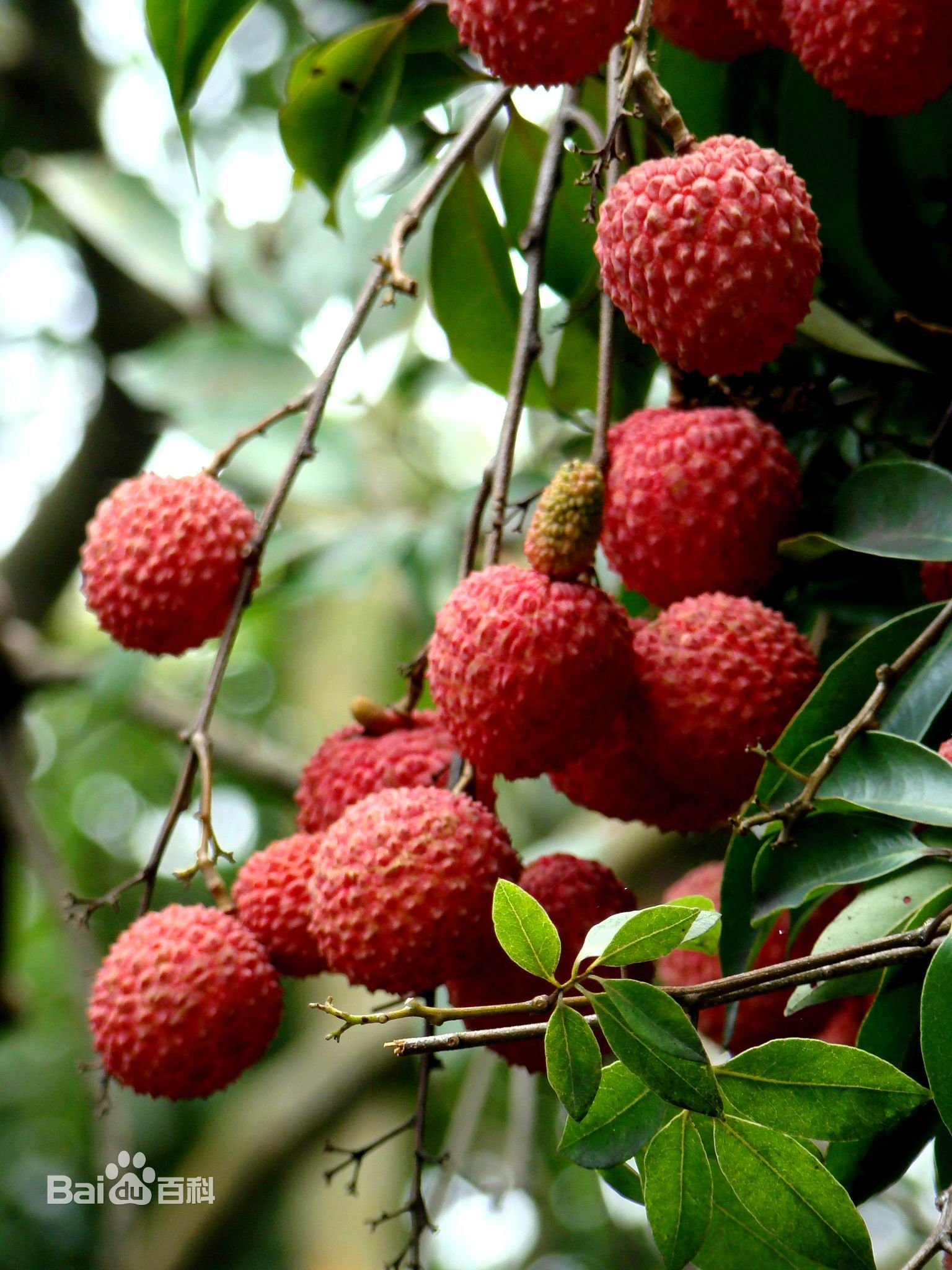 在南方吃成熟的新鲜荔枝是生么样的体验
