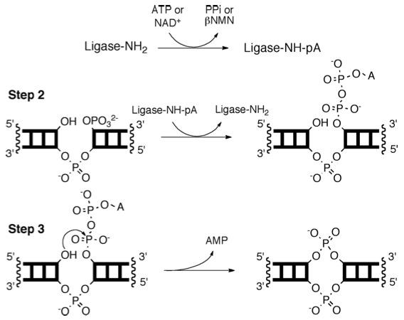 dna 连接酶可以连接任意基因片段吗? - 知乎