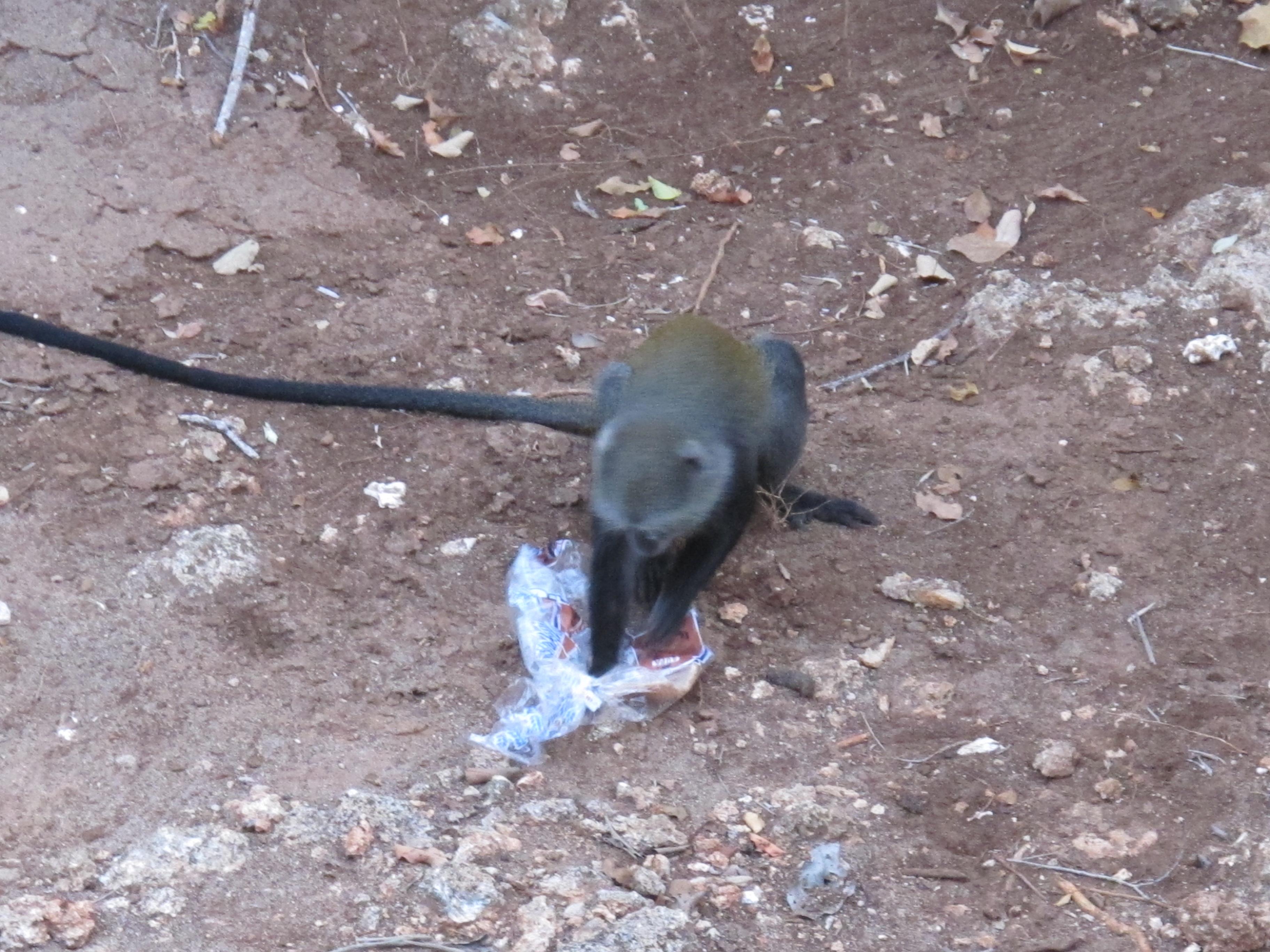 到非洲旅行带 8 岁小朋友同行有哪些需要注意的事项?