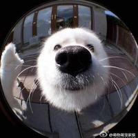 Zhihu profile picture for @clarify