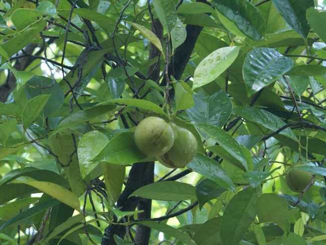 肉豆须是什么东西?