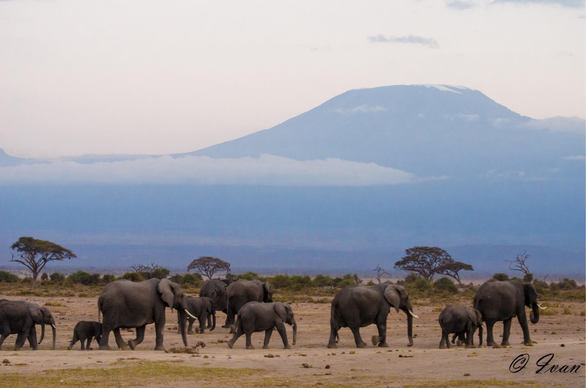 去肯尼亚旅行是一种什么体验?