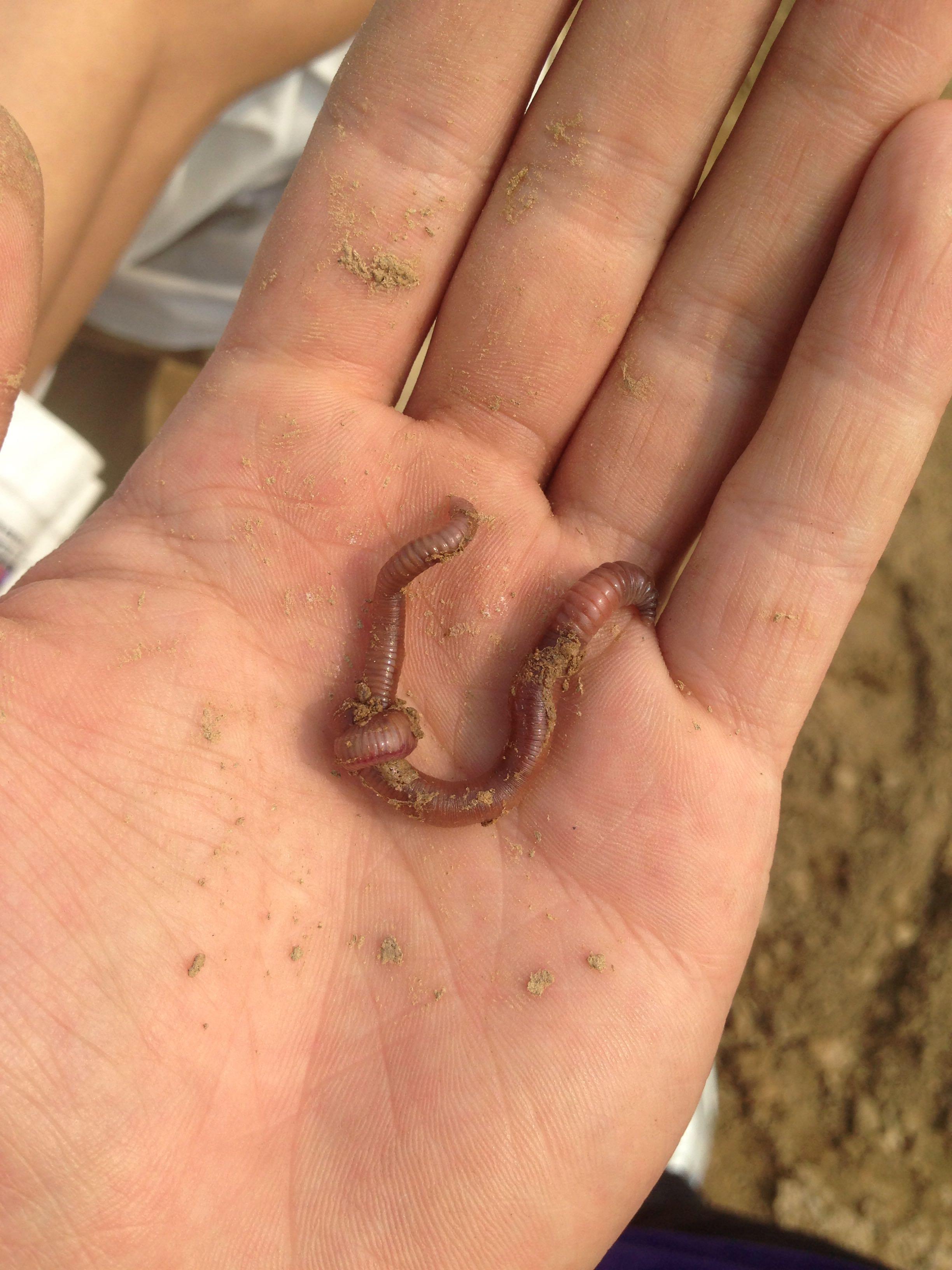 蚯蚓打结会怎样?