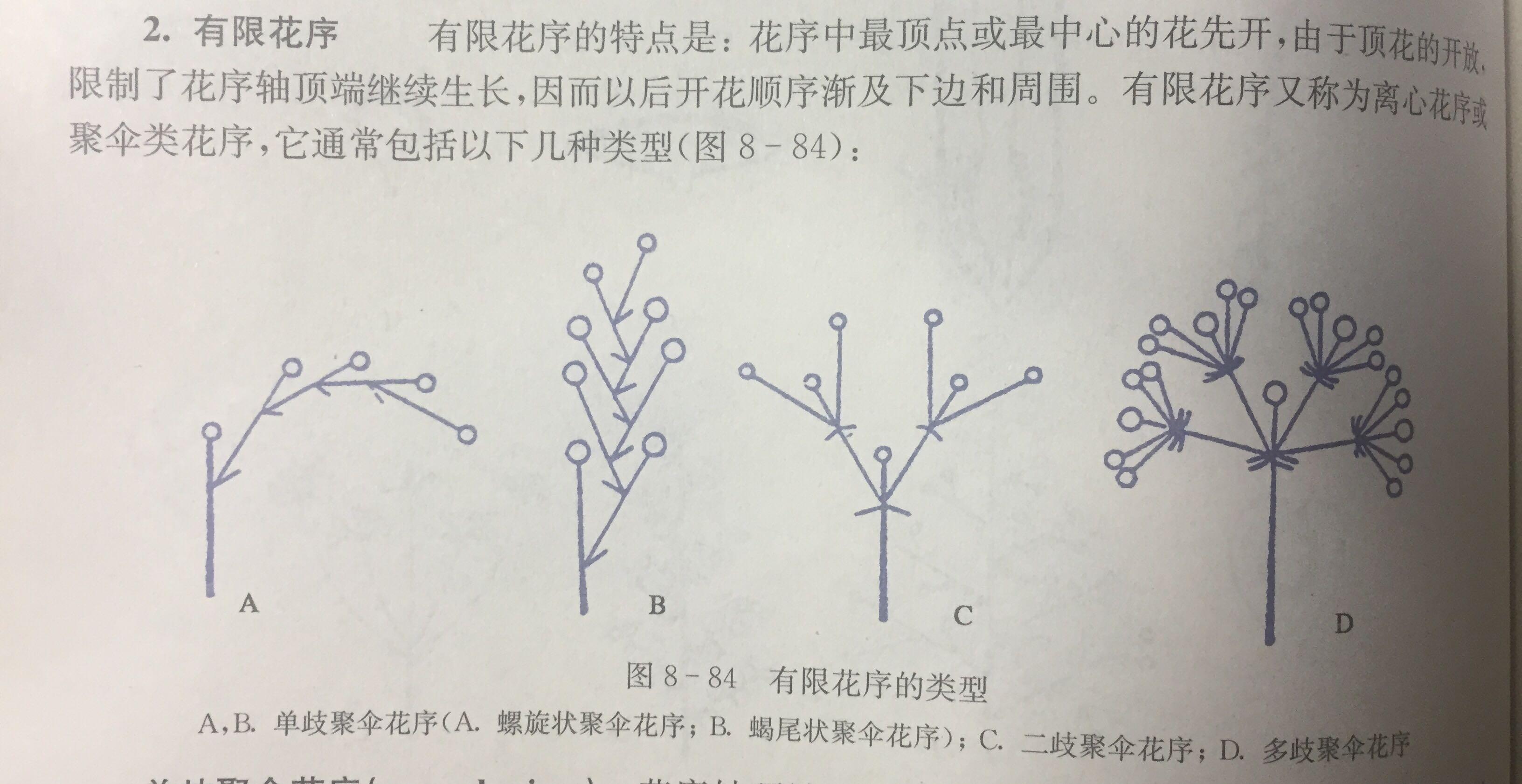 有限花序与无限花序的区别是什么