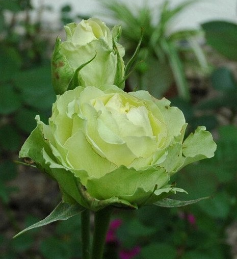 有原生绿色玫瑰花吗