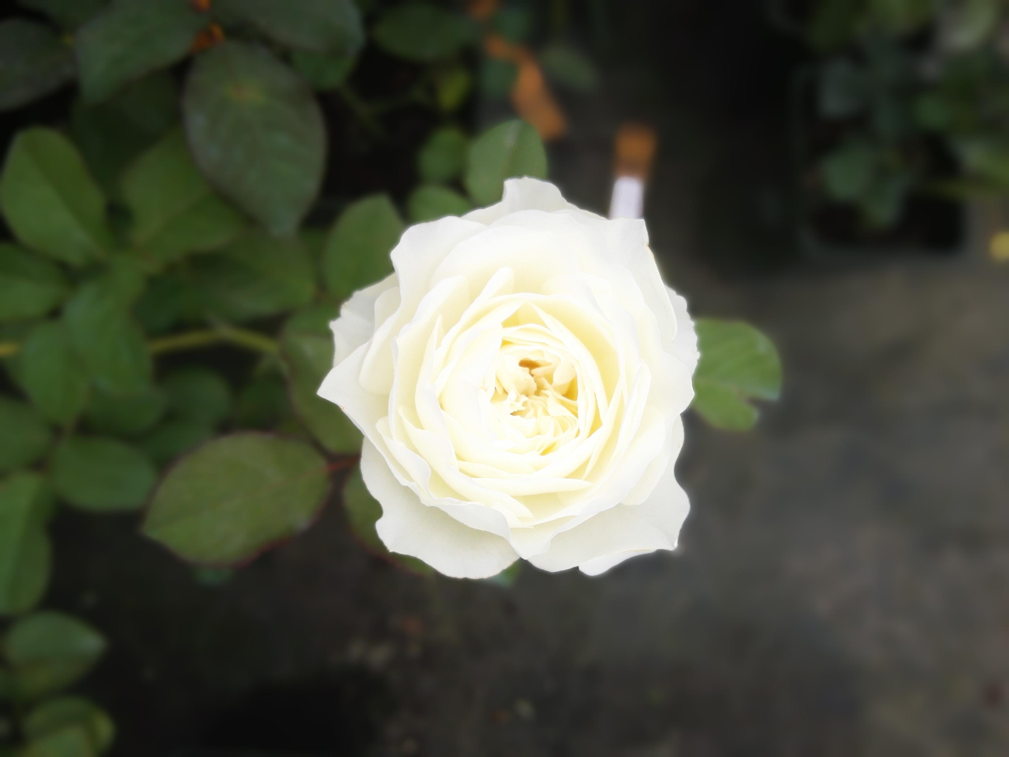 加百列月季花的种植方法和注意事项有哪些?